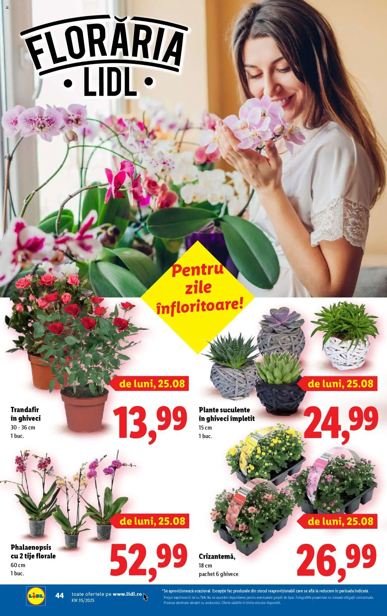 Catalog Lidl – valabil de la 25.08.2025 | Pagină: 44 | Produse: Trandafir, Ghiveci