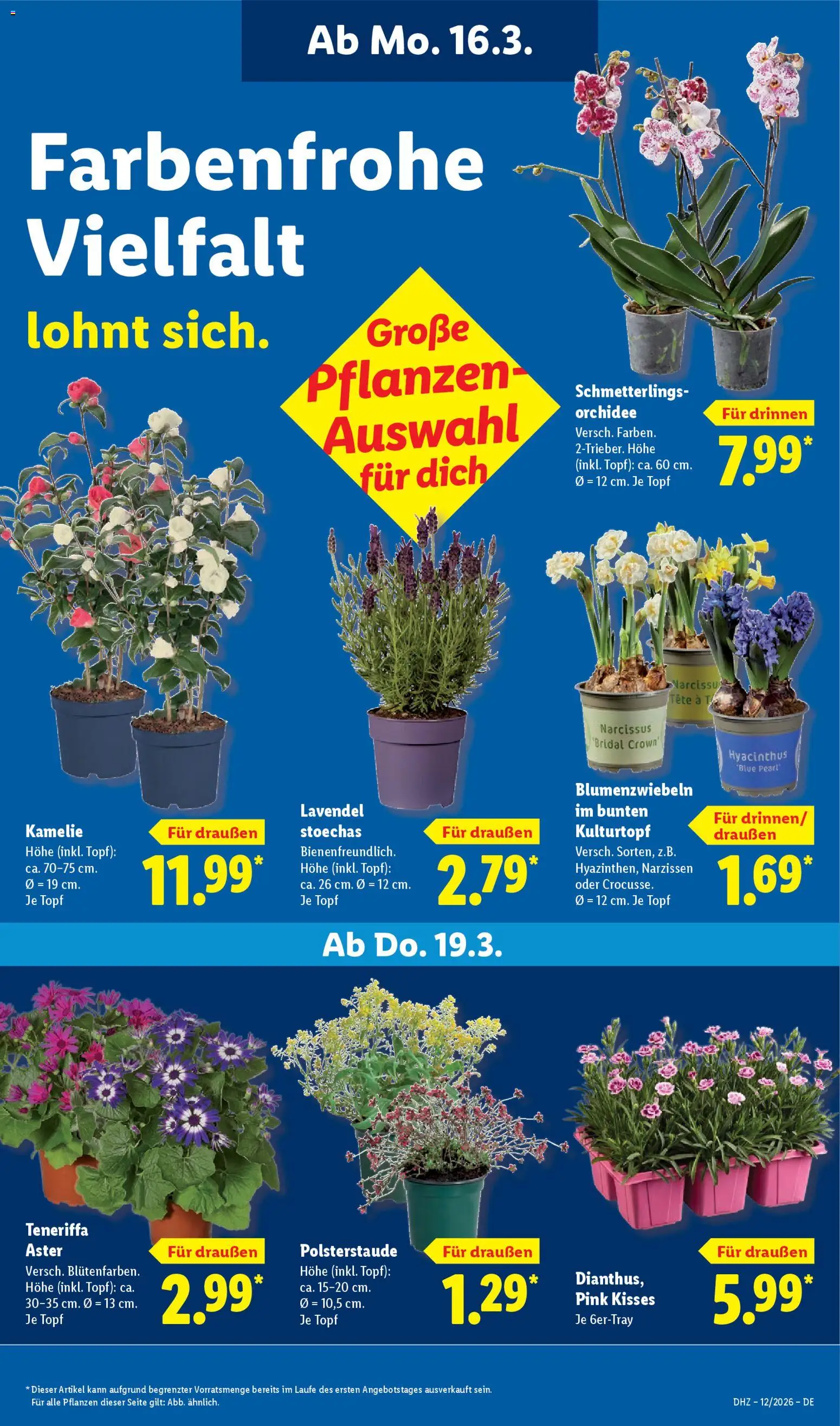 Lidl Prospekt Gundelsheim – gültig ab 16.03.2026 | Seite: 67 | Produkte: Orchidee, Lavendel