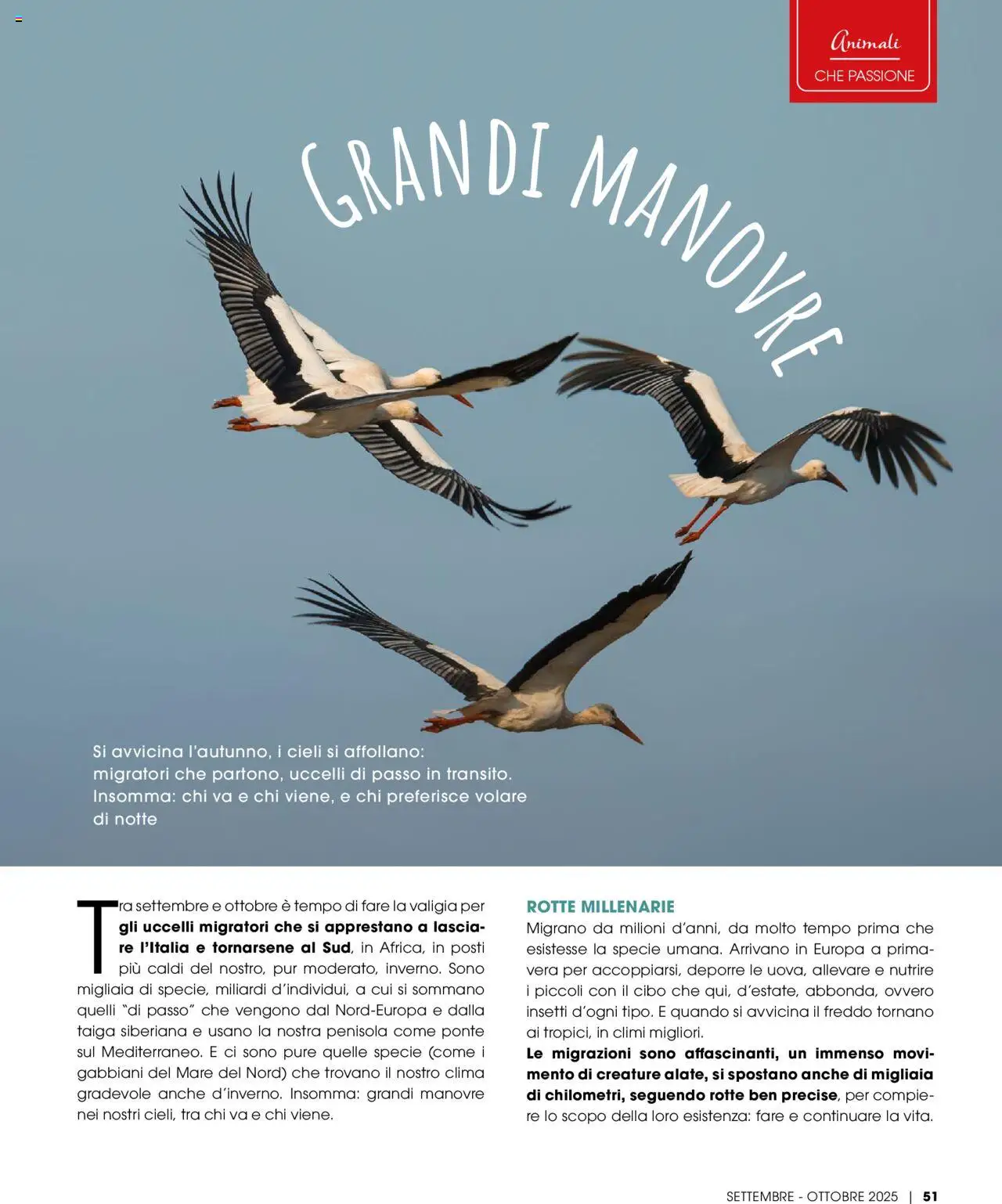Volantino Elite Supermercati del 01.09.2025 | Pagina: 51 | Prodotti: Valigia