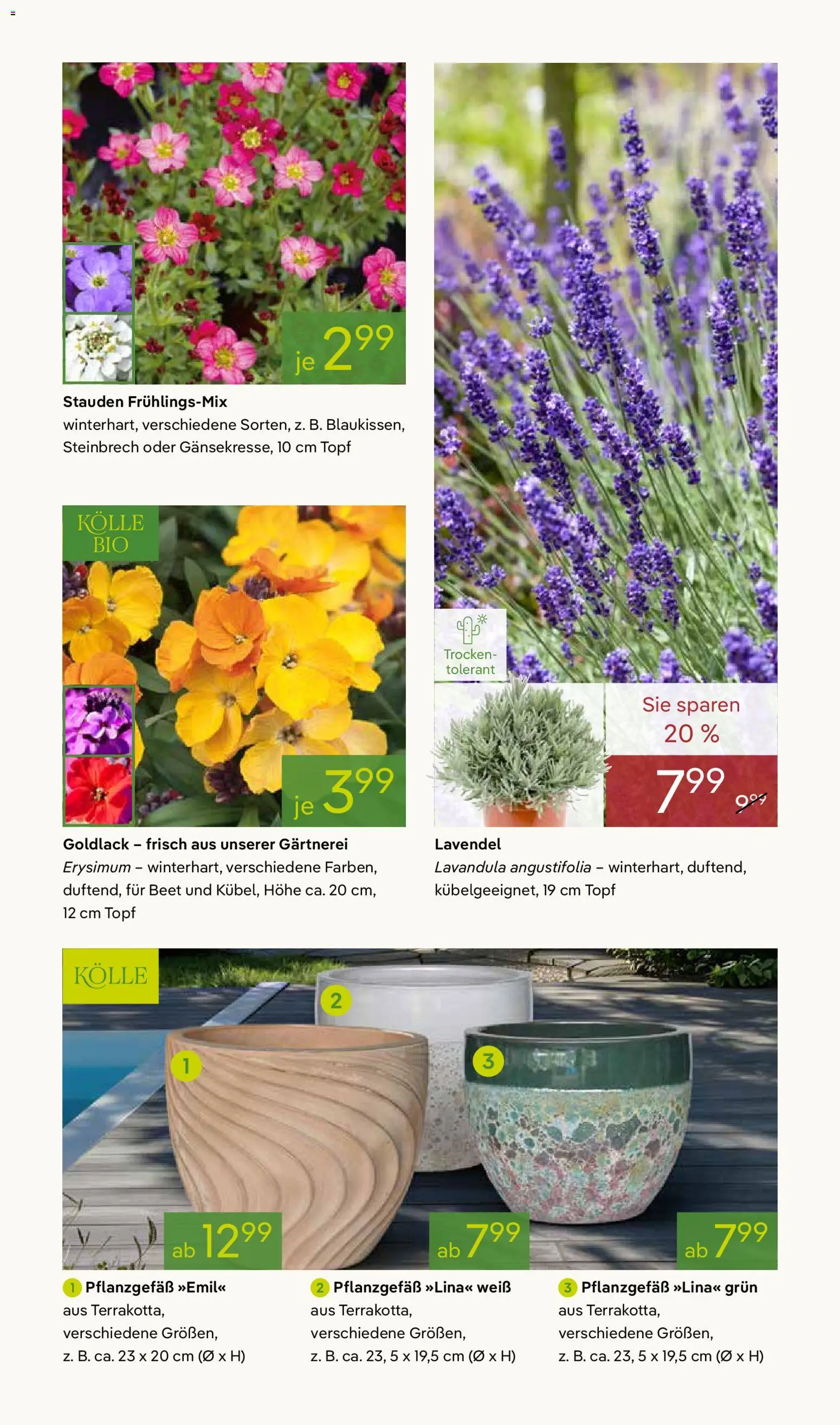 Pflanzen-Kölle Prospekt 	 – gültig ab 02.03.2026 | Seite: 7 | Produkte: Lavendel