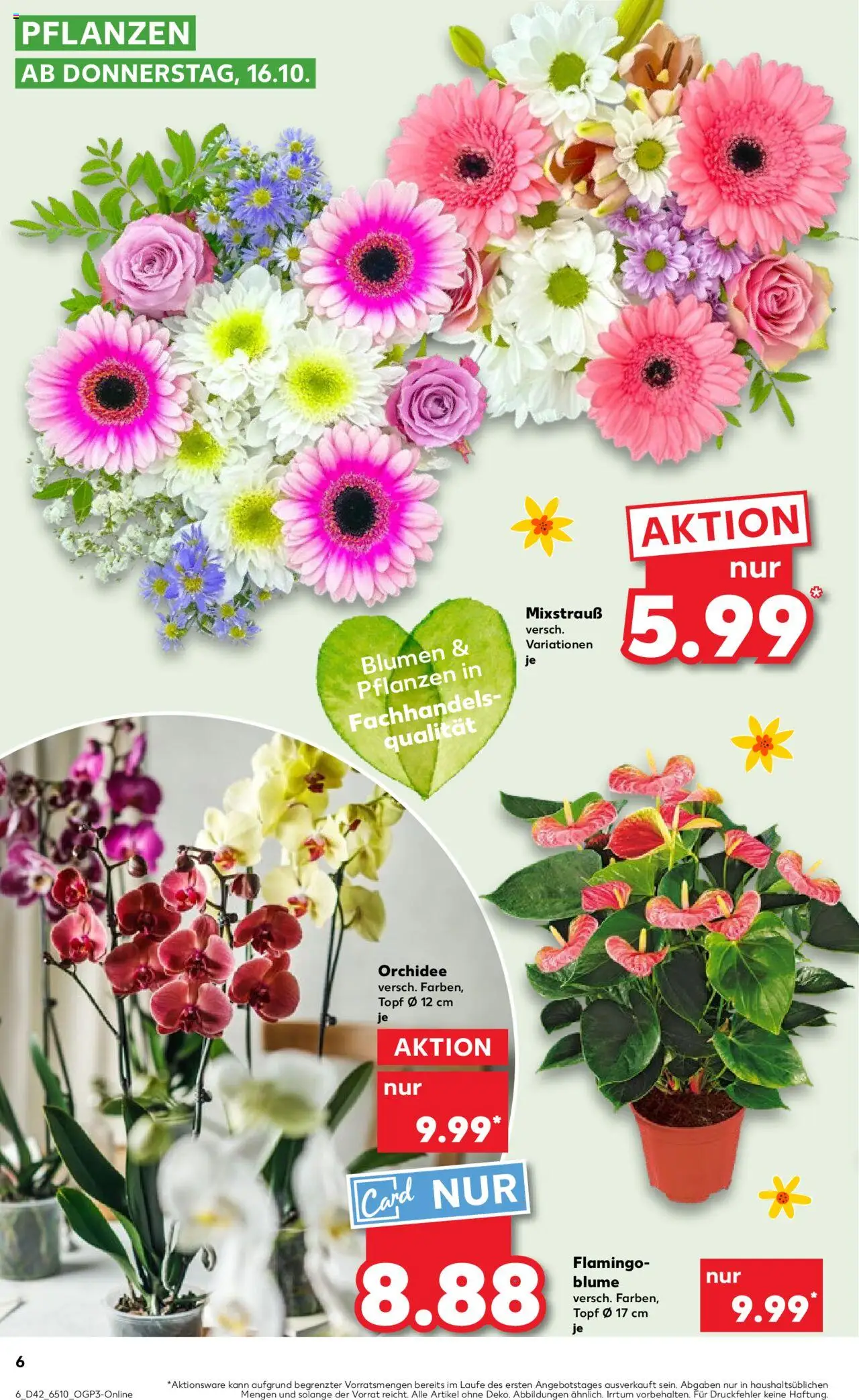 Kaufland prospekt Bremen	 – gültig ab 16.10.2025 | Seite: 6 | Produkte: Orchidee, Blumen