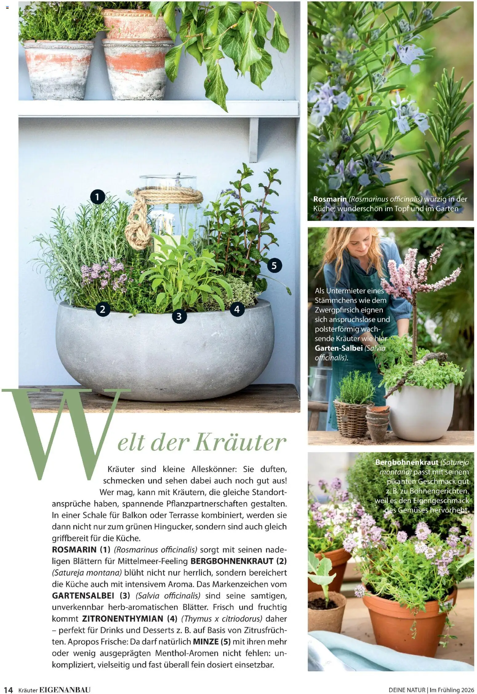 Dehner Flugblatt gültig ab 05.03.2026 | Seite: 14