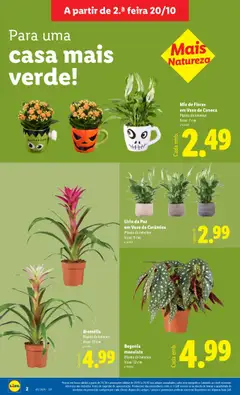 Pré-visualização Mix de Flores em Vaso de Caneca, Planta de interior. Vaso: 7 cm válido de 20.10.2025 | Página: 20