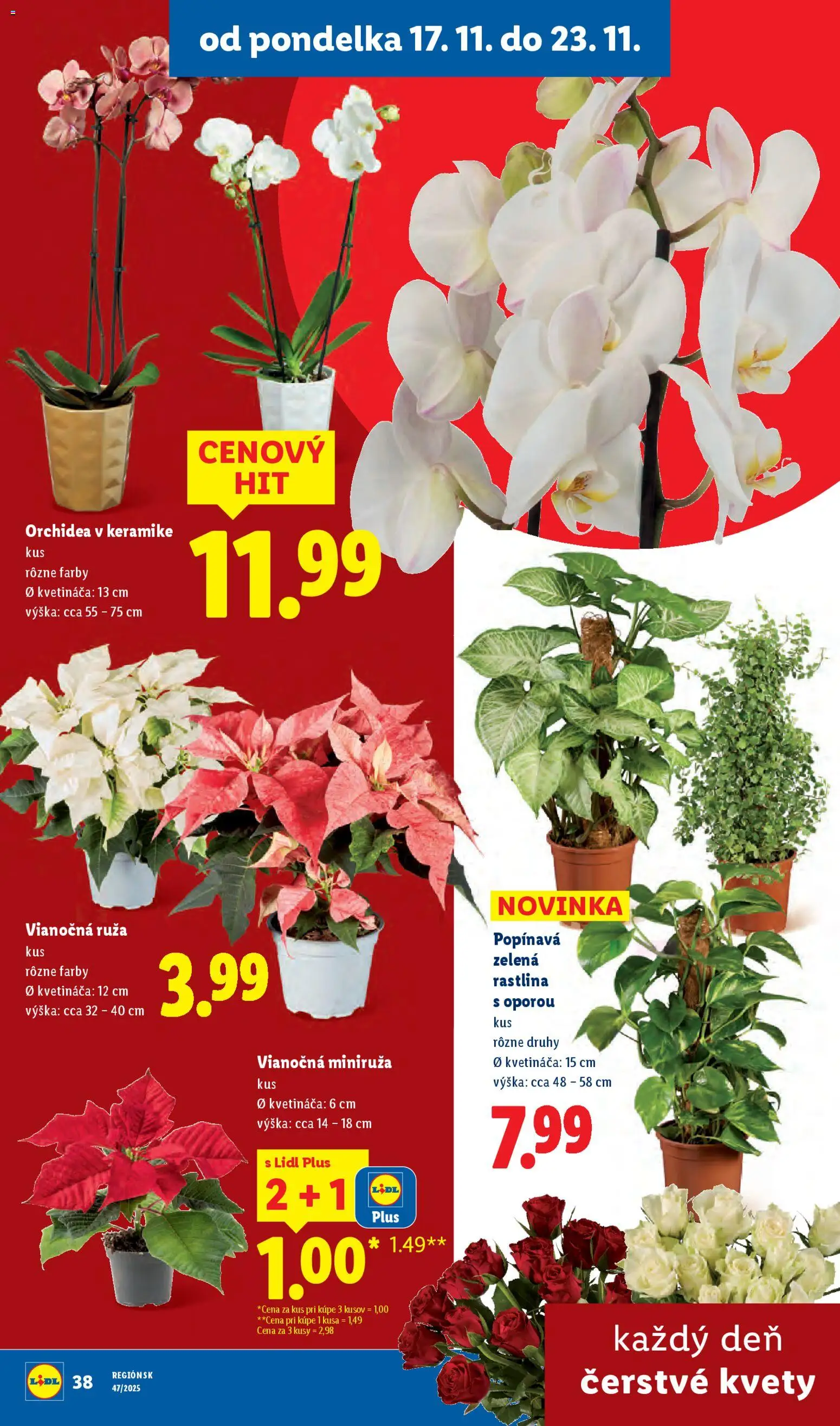 Nové Lidl akcie – leták je platný od 20.11.2025 | Strana: 97 | Produkty: Kvety, Orchidea