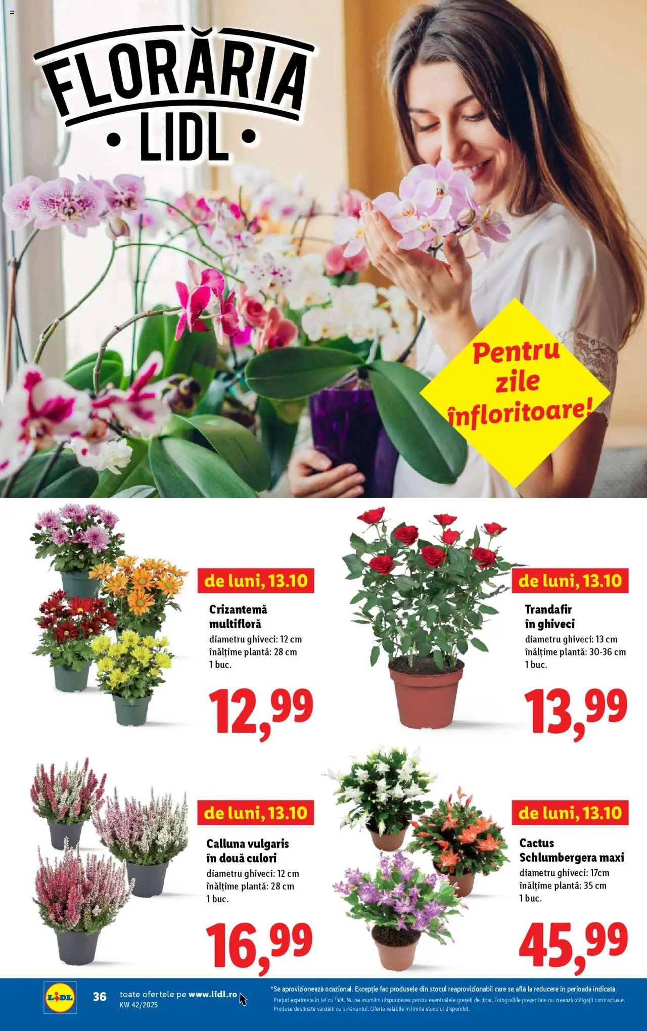 Noul catalog Lidl – valabil de la 13.10.2025 | Pagină: 36 | Produse: Trandafir, Ghiveci