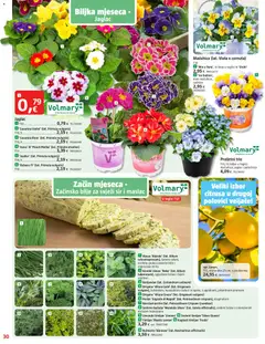 Bauhaus - Katalog - Pregled kataloga iz trgovine Bauhaus, vrijedi od 29.01.2026 | Stranica: 30 | Proizvodi: Miris, Sir, Ružmarin, Peršin