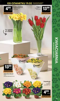 Pogląd oferty "Delikatesy Centrum Gazetka" - ważna od 19.02.2026 | Strona: 39 | Produkty: Delikatesy, Doniczki, Kalanchoe, Tulipany