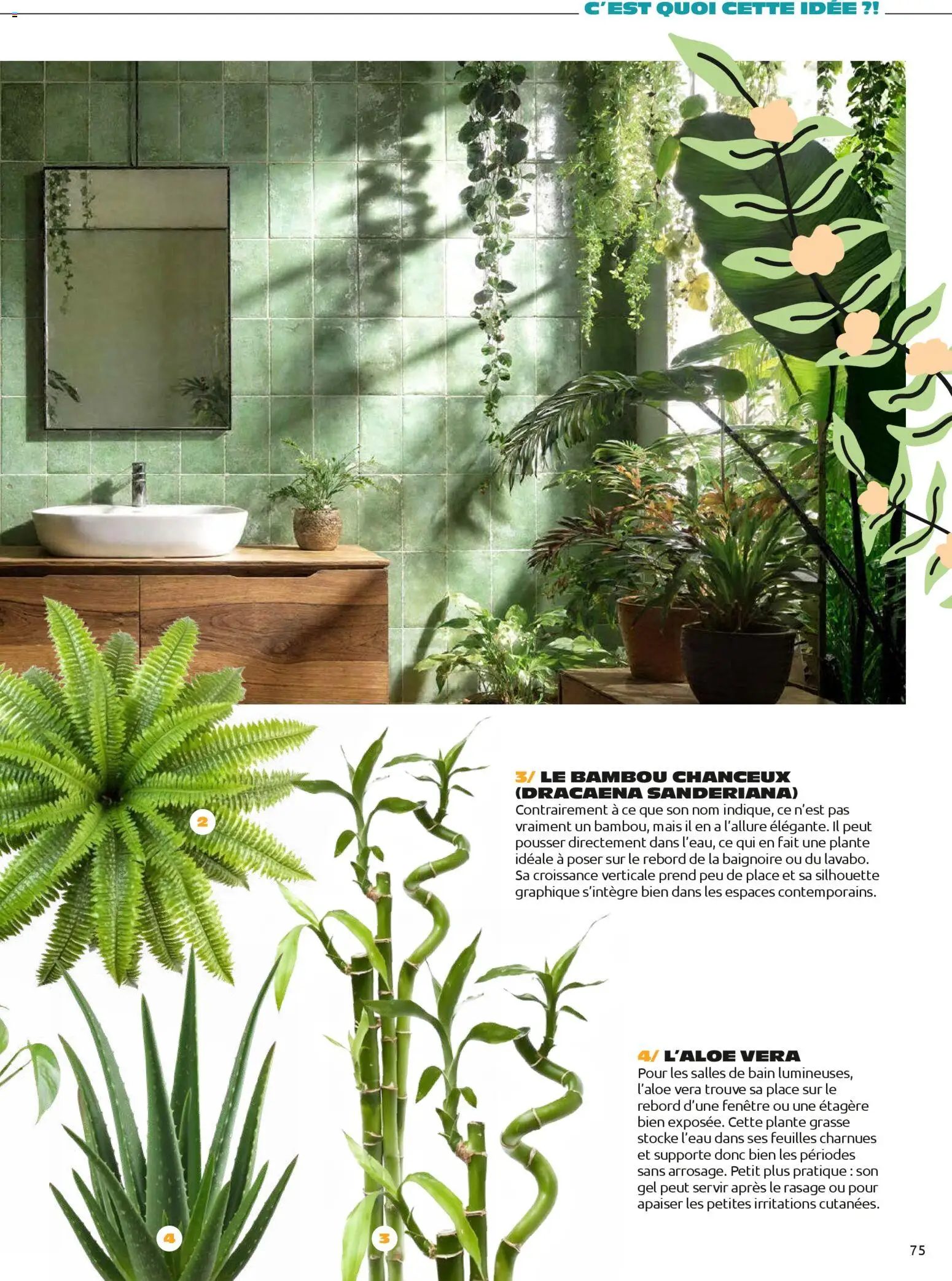 {H1} | Page: 75 | Produits: Mais, Étagère, Baignoire