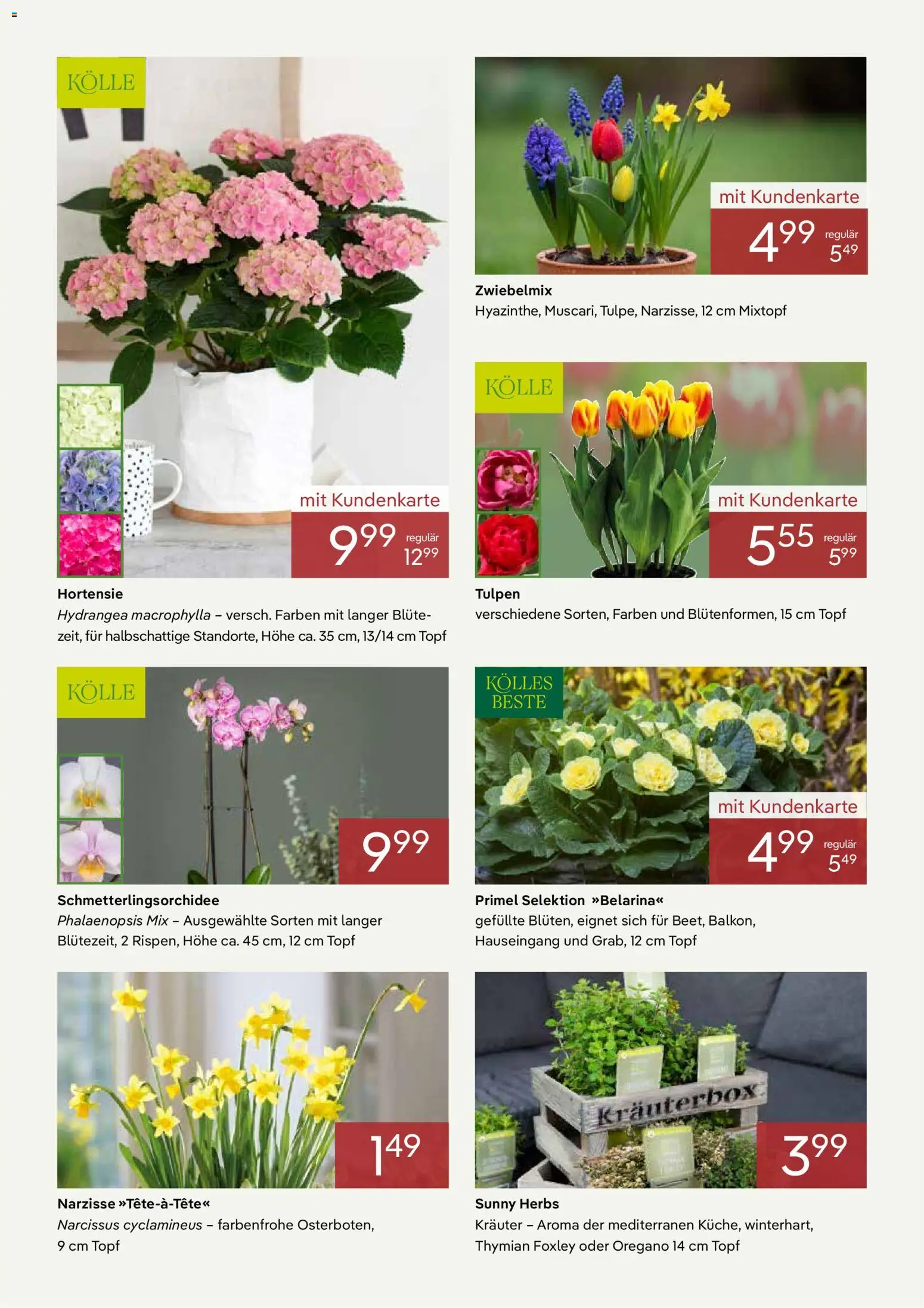 Pflanzen-Kölle Prospekt März  – gültig ab 02.03.2026 | Seite: 3 | Produkte: Hortensie