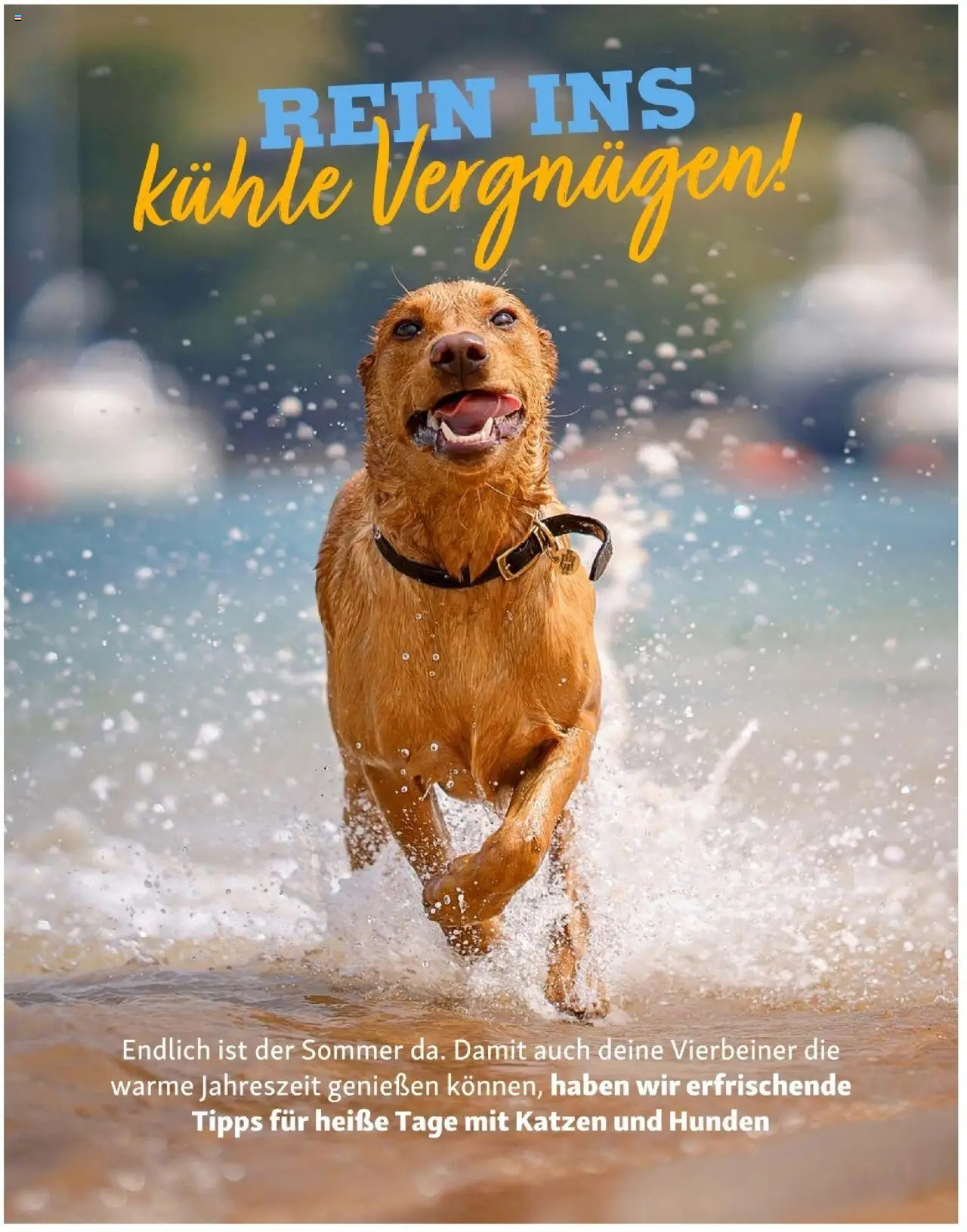 Fressnapf Friends 04/25 gültig ab 01.07.2025 | Seite: 16