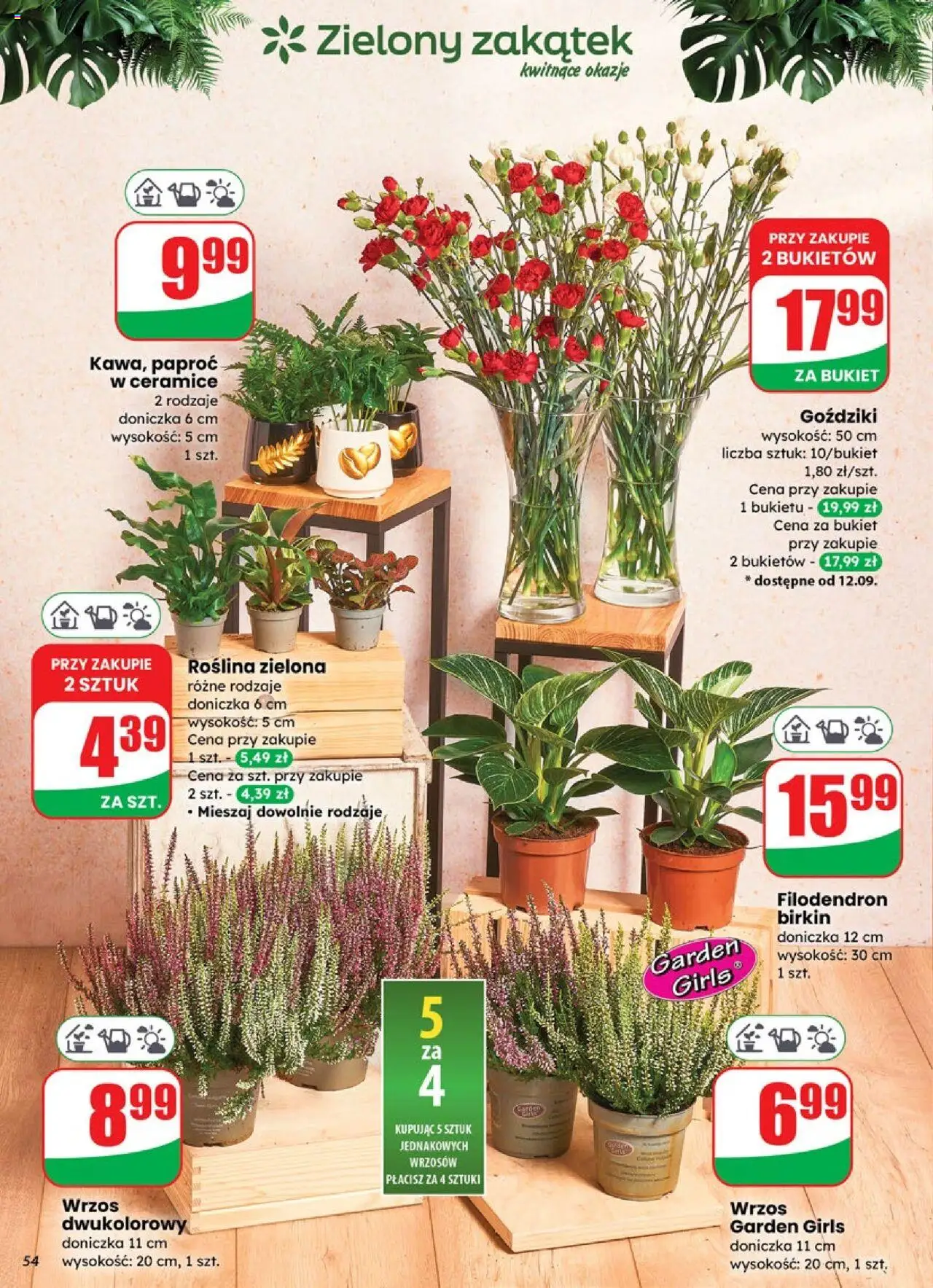 Dino Gazetka od 10.09.2025 | Strona: 54 | Produkty: Goździki, Wrzos, Paproć, Doniczka