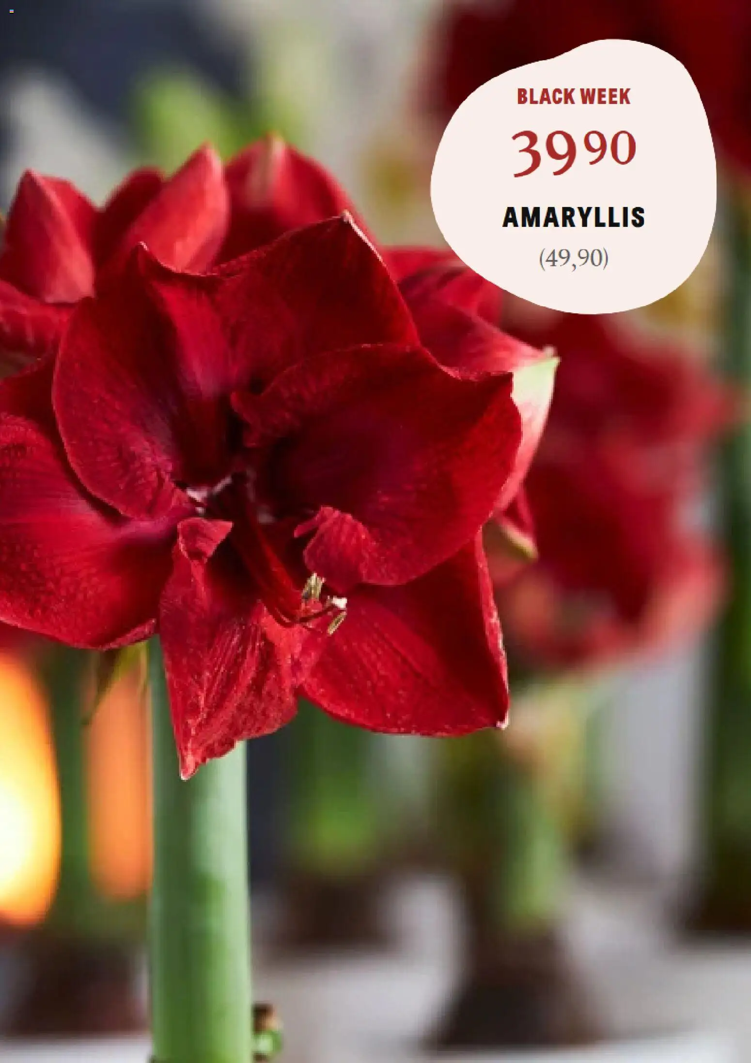 Blomsterlandet reklamblad aktuell från 24.11.2025 | Sida: 2