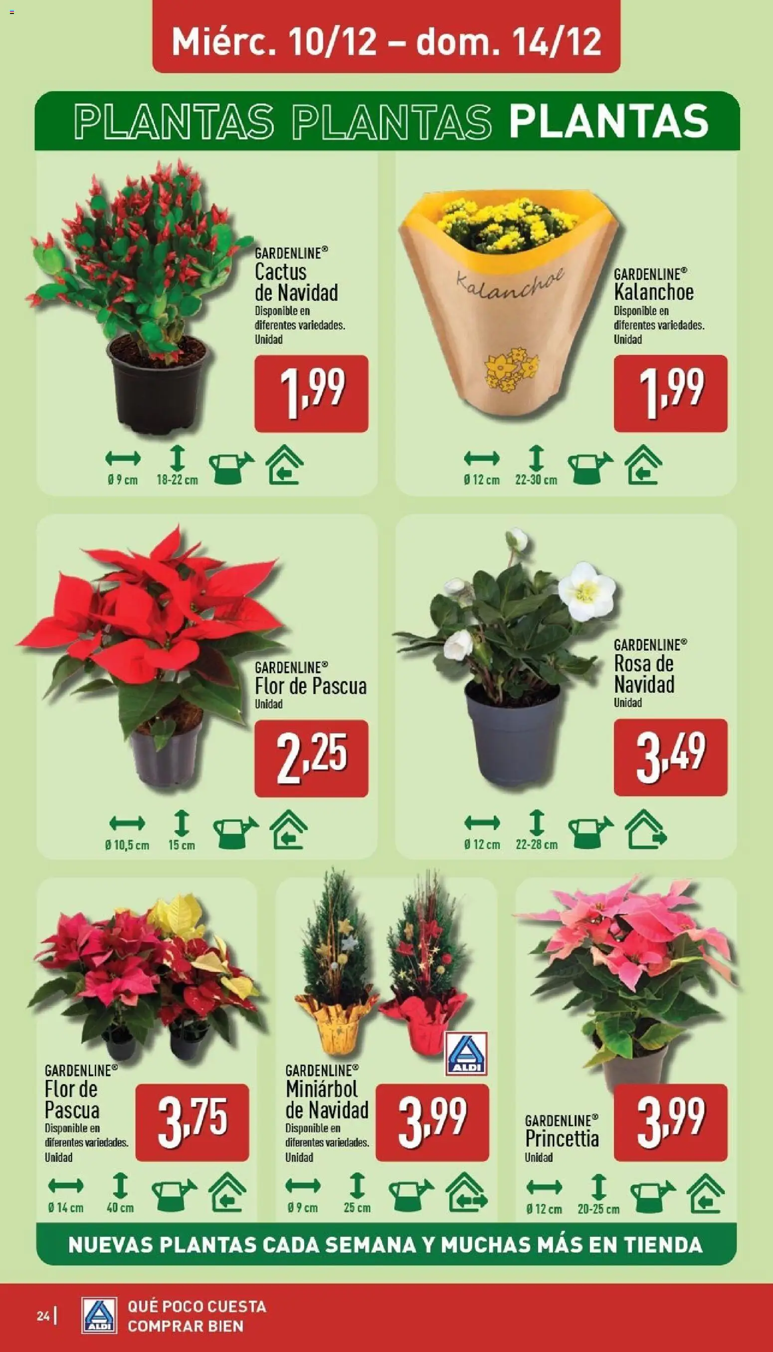 Aldi folleto Península │ válido desde el 08.12.2025 | Página: 24