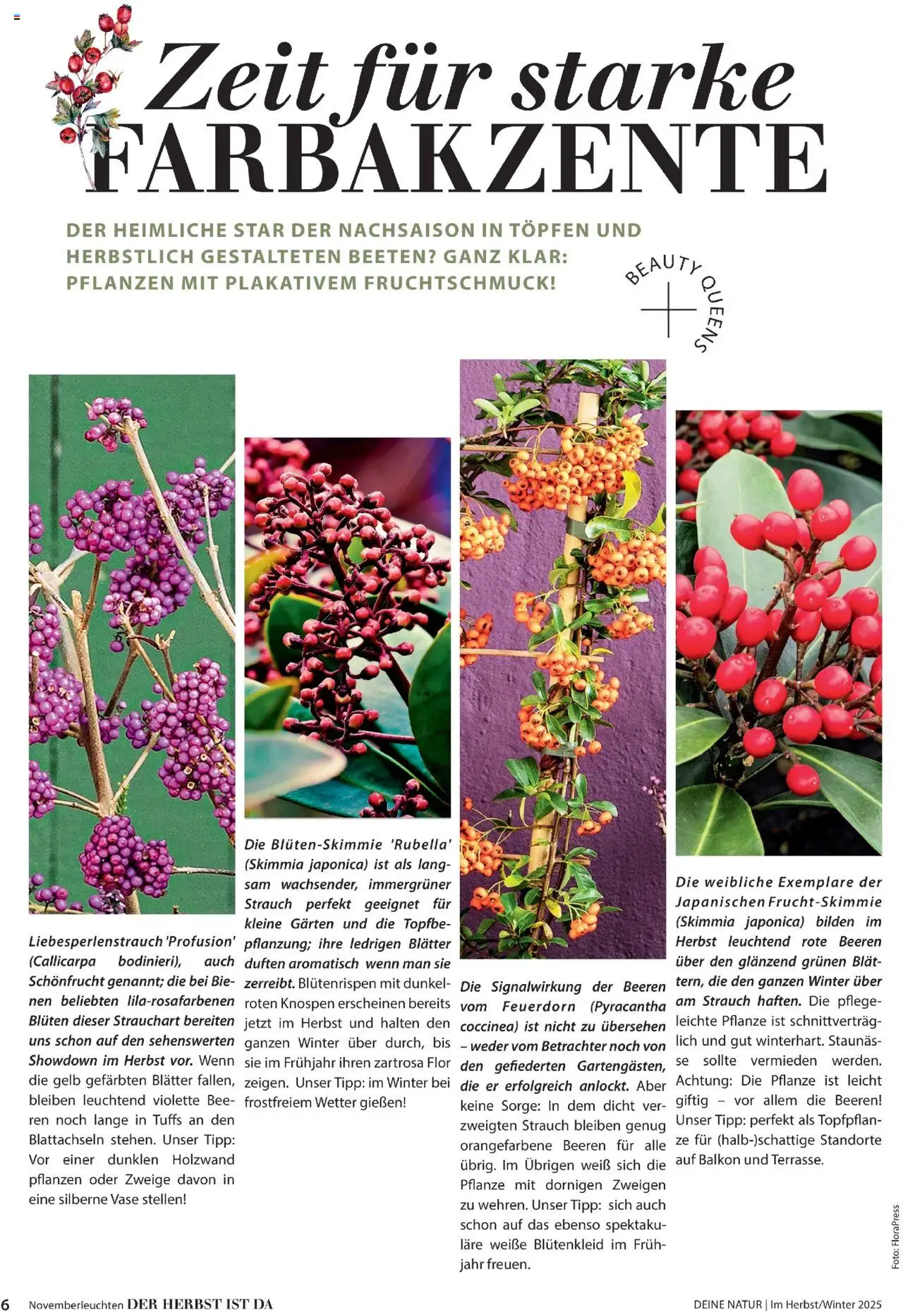 Dehner Prospekt Deine Natur – gültig ab 09.10.2025 | Seite: 6 | Produkte: Vase