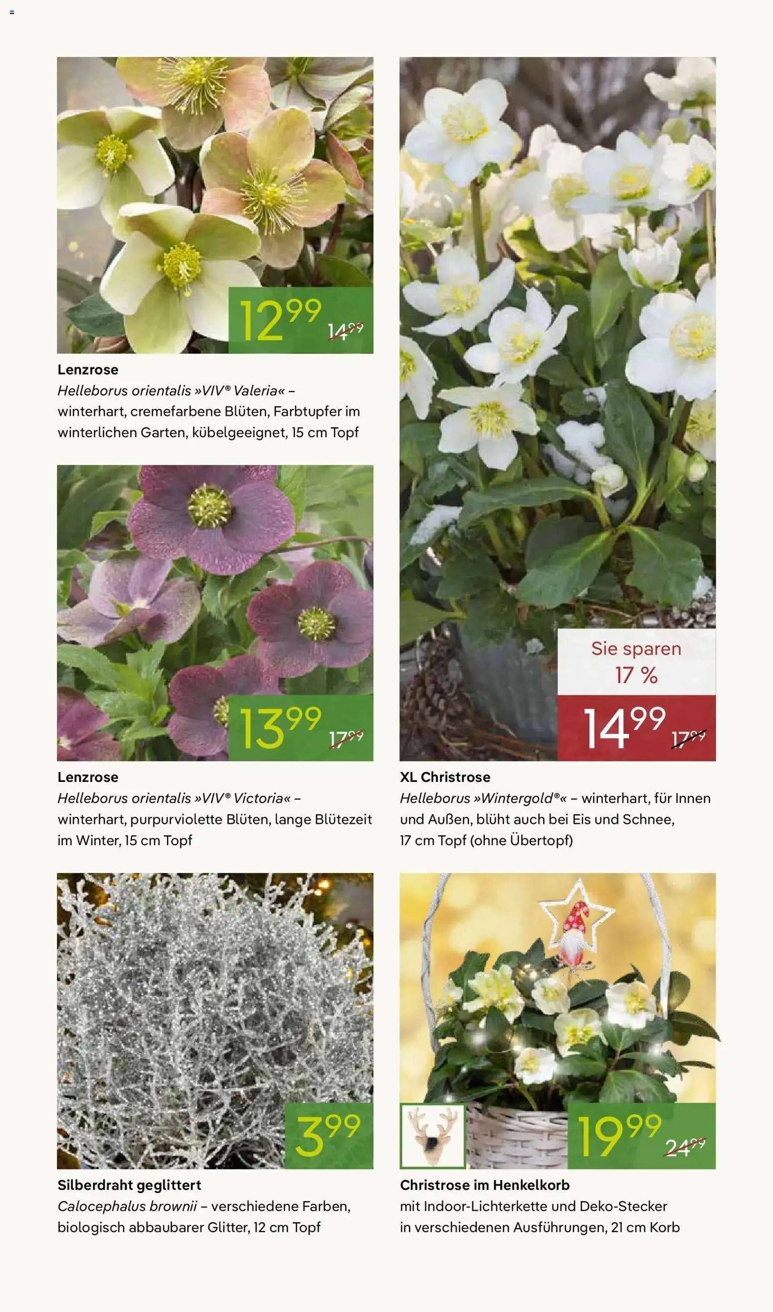 Pflanzen-Kölle - Pflanzen-Kölle: Advent, Advent – gültig ab 23.11.2025 | Seite: 9 | Produkte: Korb, Eis