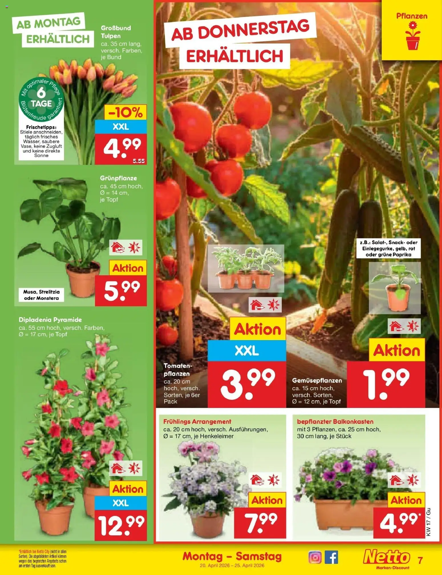 Netto Marken-Discount Prospekt Machern	 – gültig ab 20.04.2026 | Seite: 9 | Produkte: Tomaten, Paprika