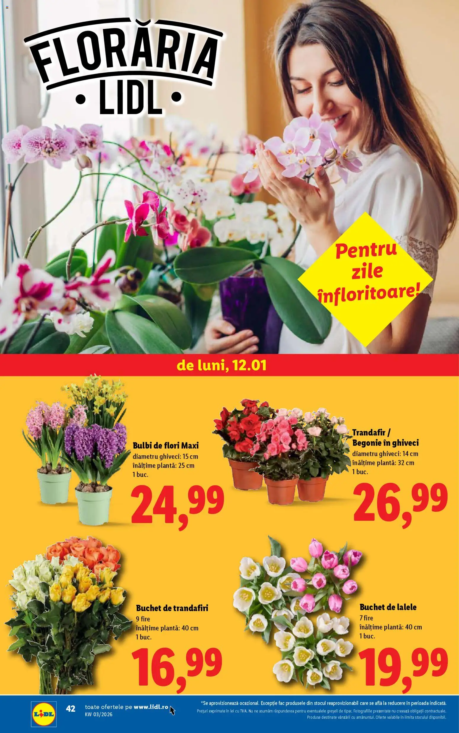 Noul catalog Lidl – valabil de la 12.01.2026 | Pagină: 42 | Produse: Trandafir, Ghiveci