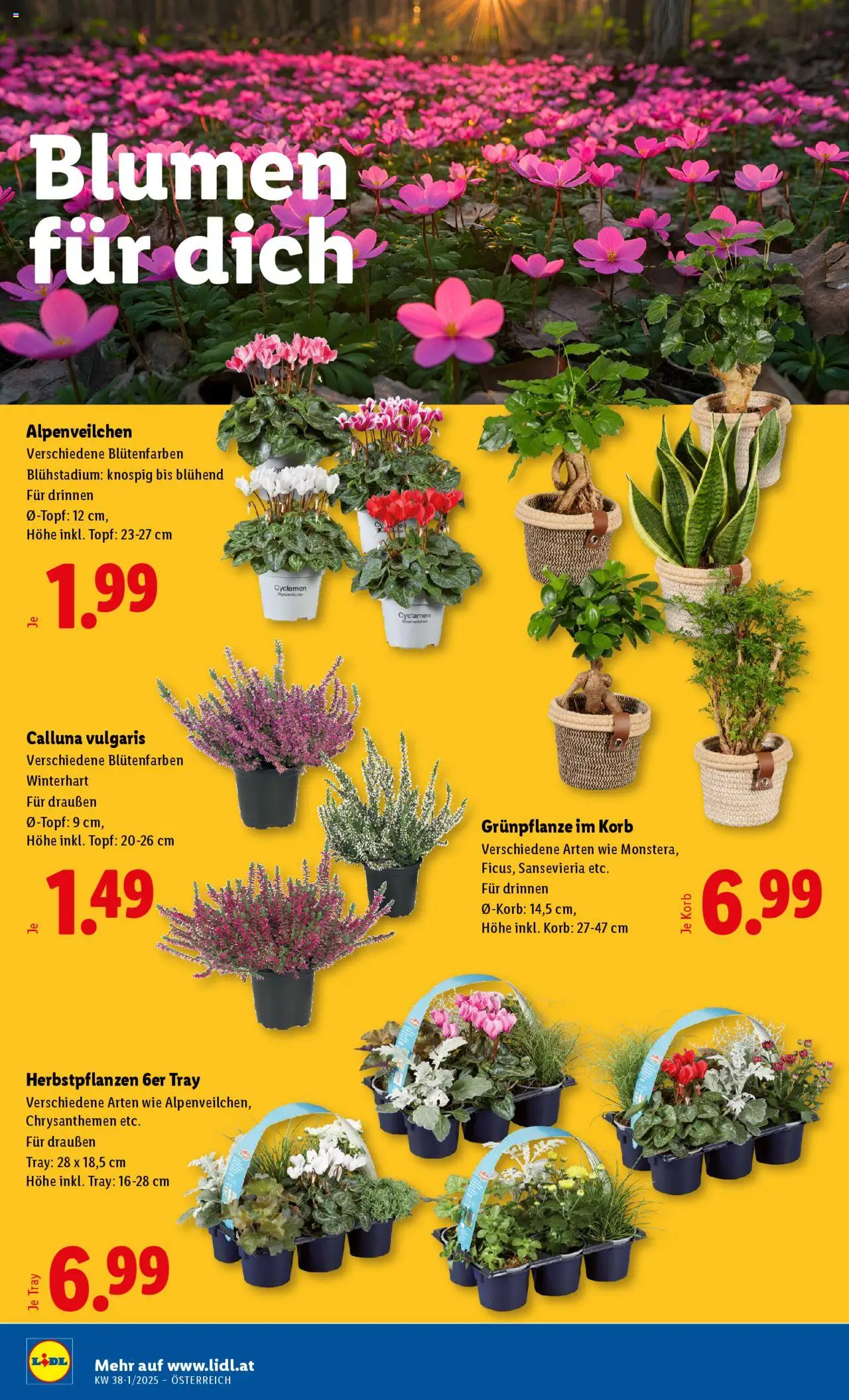 Lidl Flugblatt gültig ab 11.09.2025 | Seite: 28 | Produkte: Korb