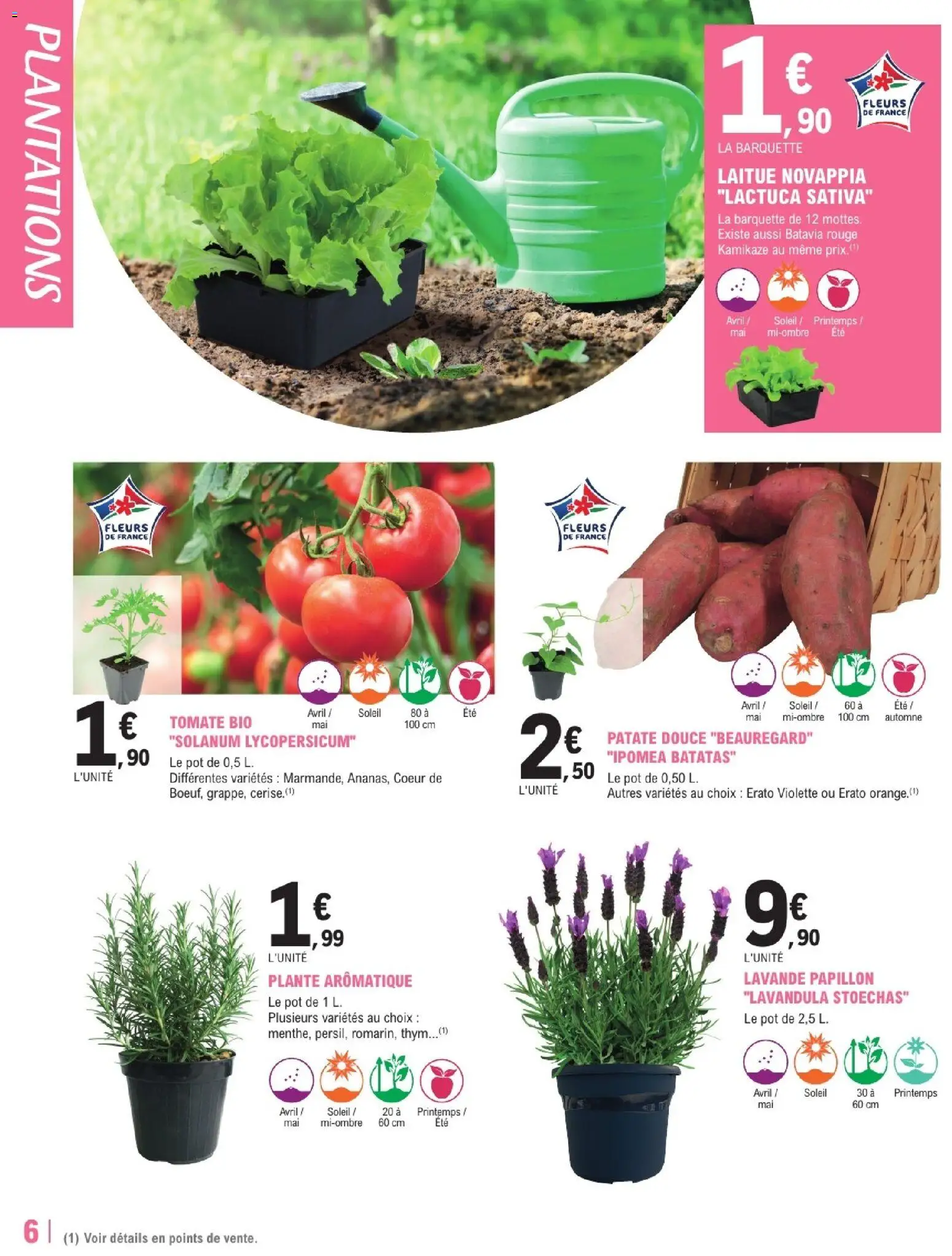 {H1} | Page: 6 | Produits: Lavande, Laitue, Patate douce