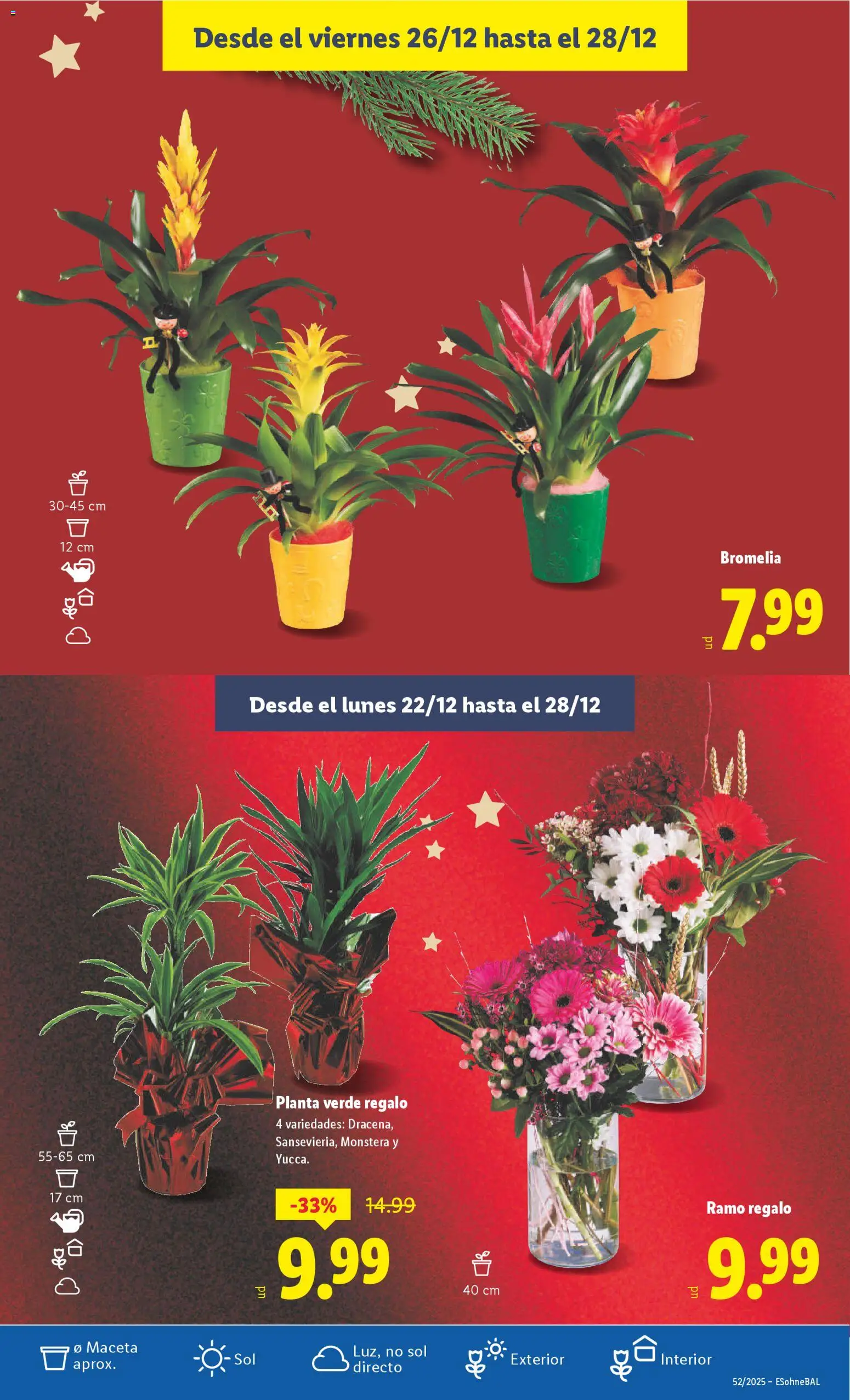 Lidl folleto │ válido desde el 22.12.2025 | Página: 53 | Productos: Maceta