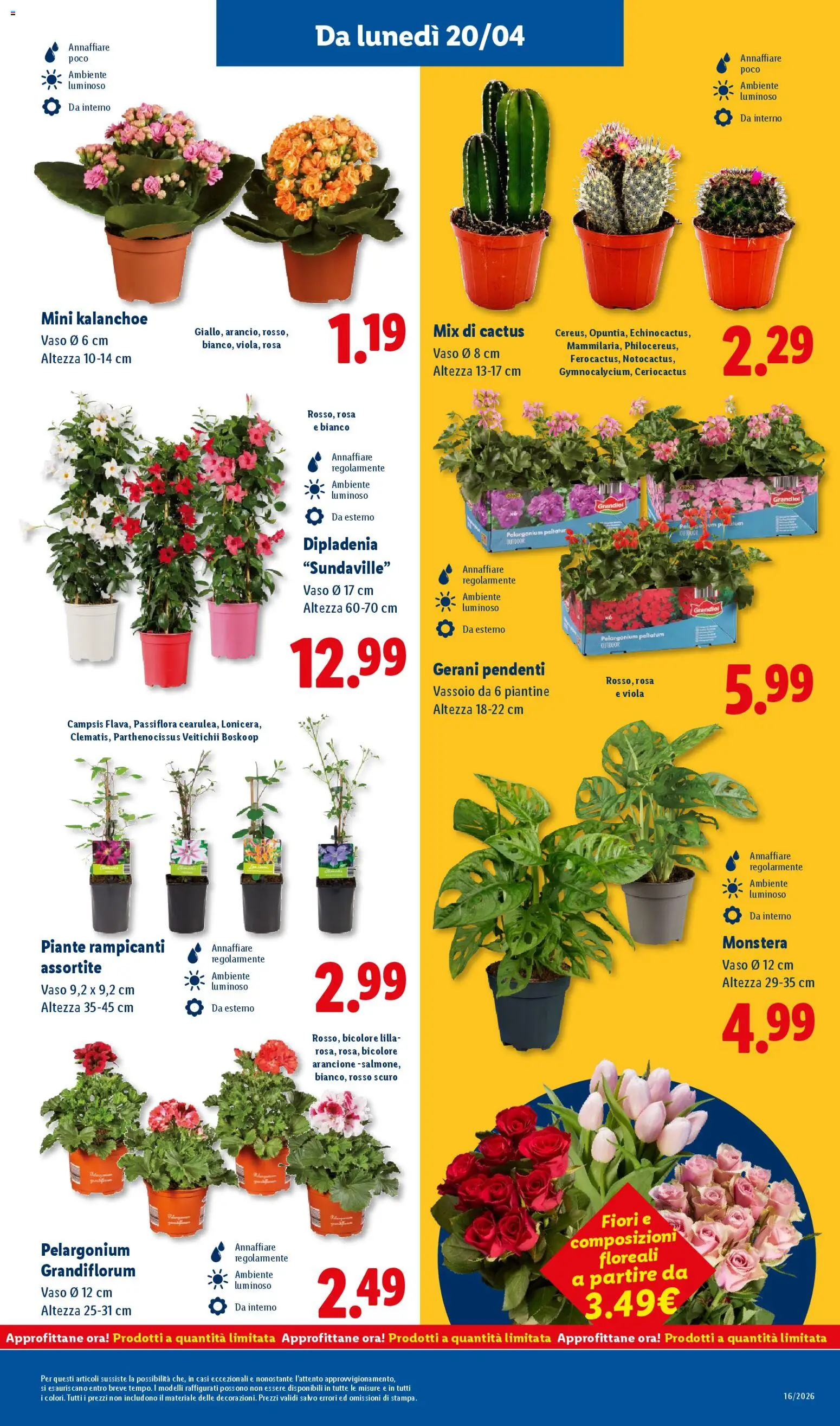Volantino Lidl del 16.04.2026 | Pagina: 27 | Prodotti: Cactus, Gerani, Vassoio, Vaso