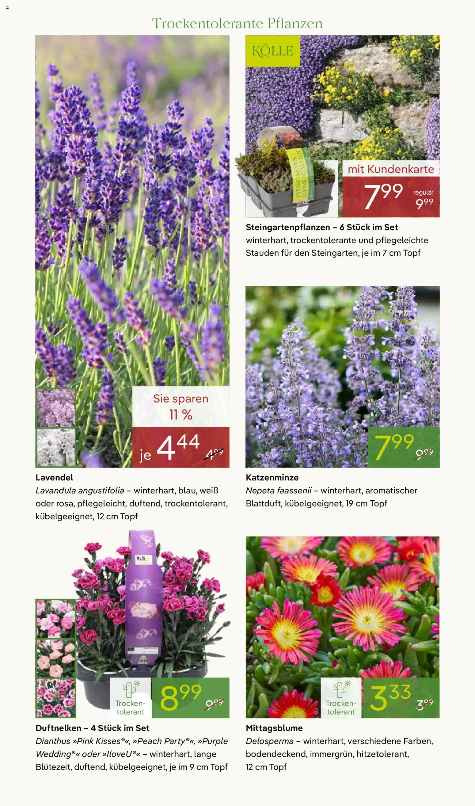 Pflanzen-Kölle Prospekt 	 – gültig ab 20.04.2026 | Seite: 6 | Produkte: Lavendel