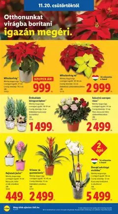 Ünnepi sokvirágú orchidea**, Növény magassága cseréppel együtt: 50 cm, Cserép átmérője: 12 cm, Karácsonyi betűzővel és díszítéssel /db - amely érvényes a következő dátumtól: 20.11.2025 | Oldal: 6