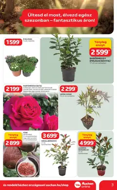 Auchan Ki a szabadba - amely érvényes a következő dátumtól: 05.03.2026 | Oldal: 3 | Termékek: Füge