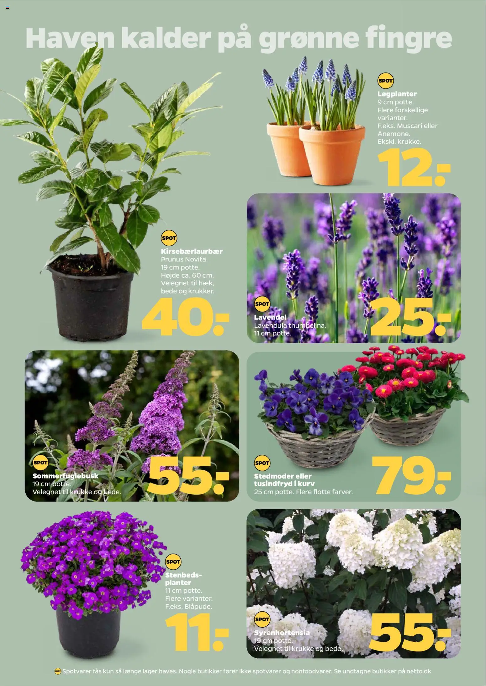 Netto tilbudsavis – gyldig fra 21.03.2026 | Side: 30 | Produkter: Kurv, Cherry, Krukke, Butterfly