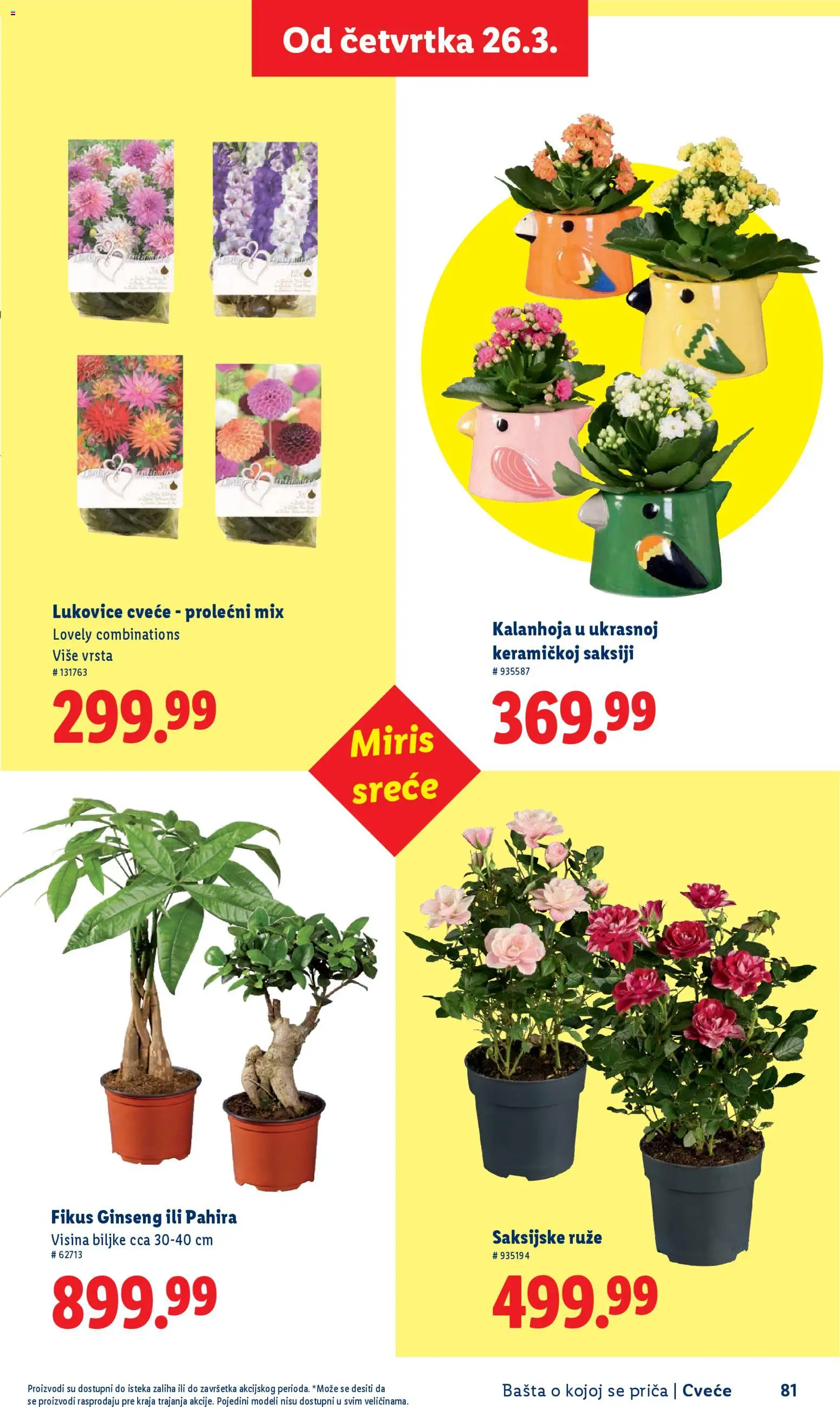 Lidl katalog - važi od 26.02.2026 | Strana: 81 | Proizvode: Kalanhoja, Miris, Ruze, Cvece