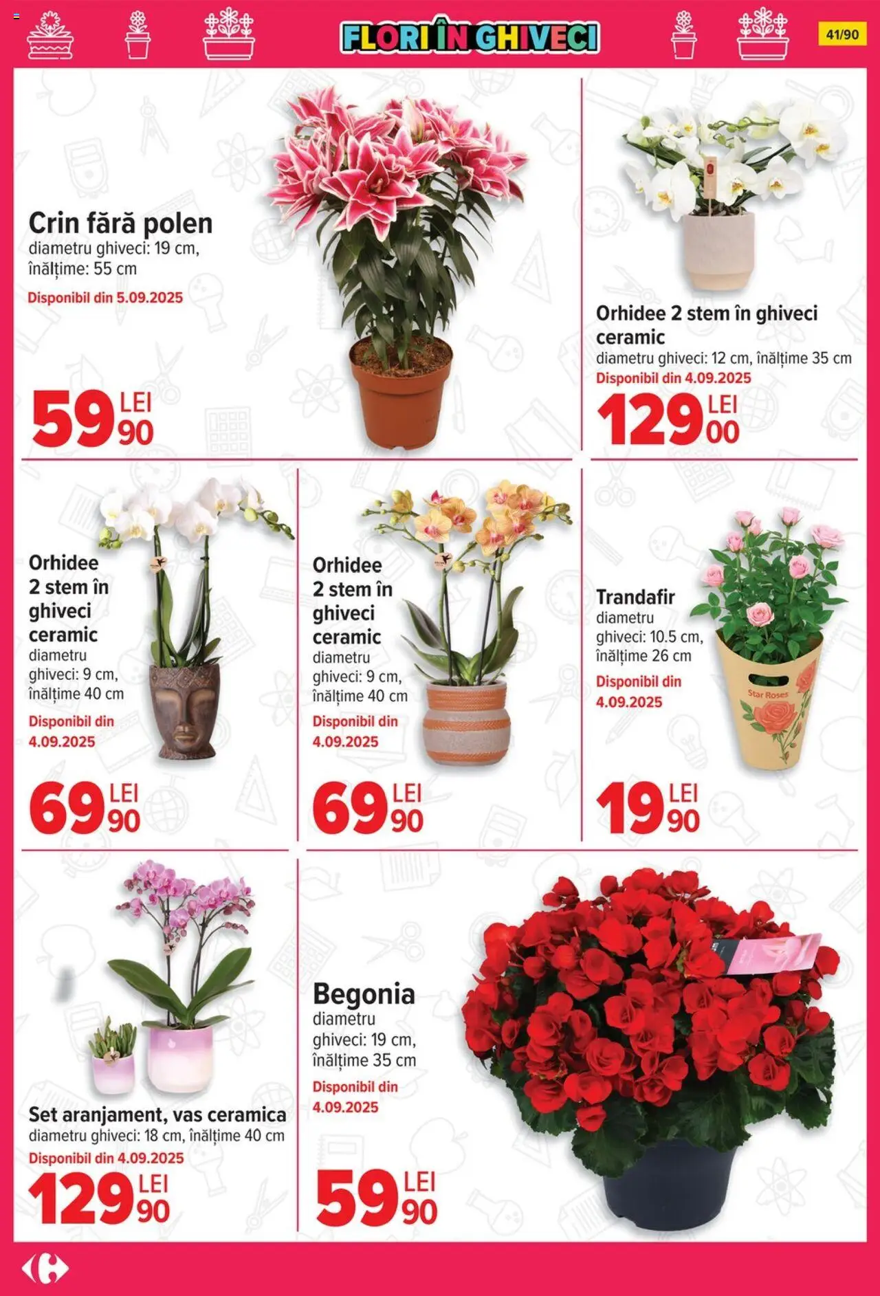 Carrefour catalog - Începe școala – valabil de la 13.08.2025 | Pagină: 42 | Produse: Trandafir, Orhidee, Ghiveci