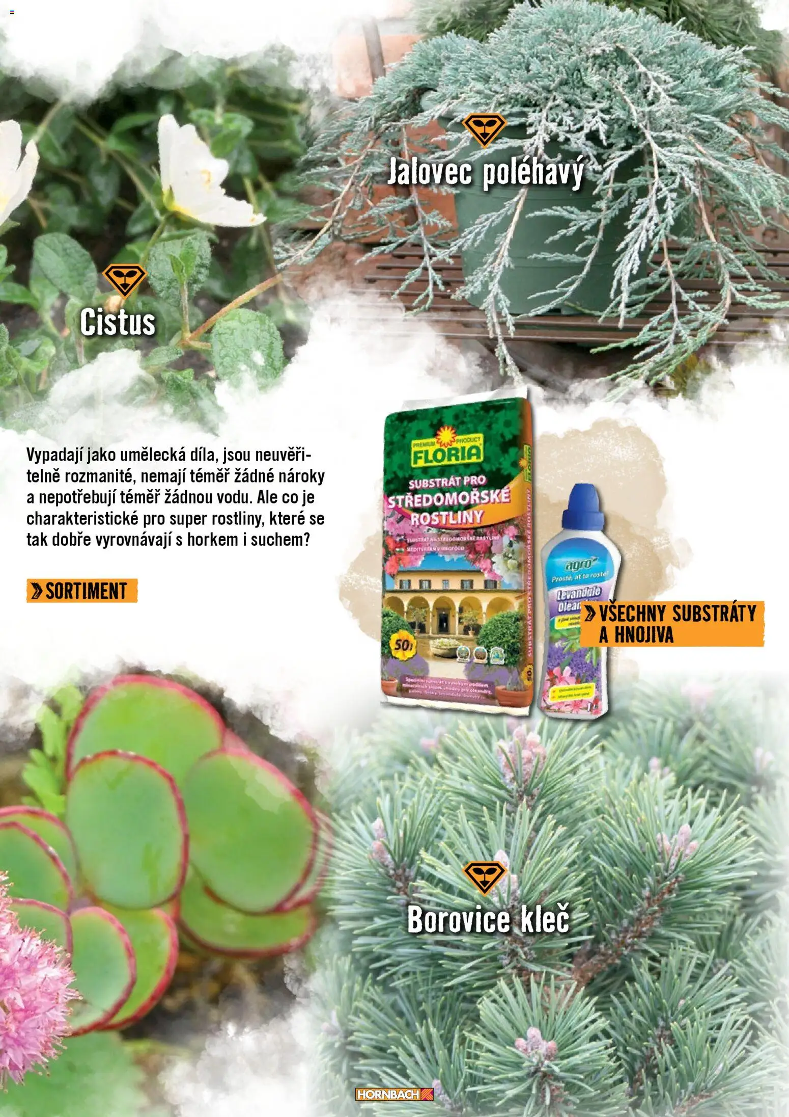 HORNBACH leták - Zahrada od 01.01.2026 | Strana: 29 | Produkty: Substrát, Rostliny