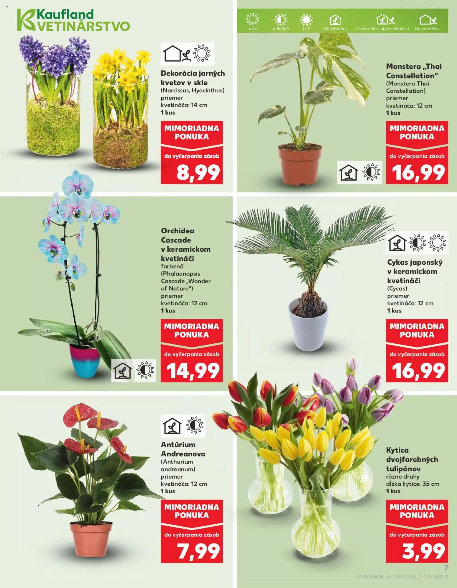 Kaufland SK akciós ujság - amely érvényes a következő dátumtól: 05.02.2026 | Oldal: 7 | Termékek: Orchidea, Monstera