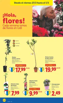 Vista previa Lidl - Canarias válido desde el 23.02.2026 | Página: 40 | Productos: Maceta