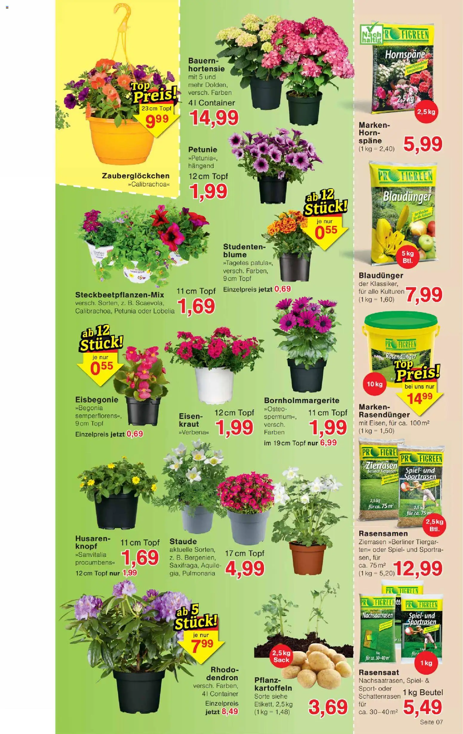 Wiglo Wunderland Prospekt – gültig ab 13.04.2026 | Seite: 11 | Produkte: Berliner, Spiel, Hortensie, Kartoffeln