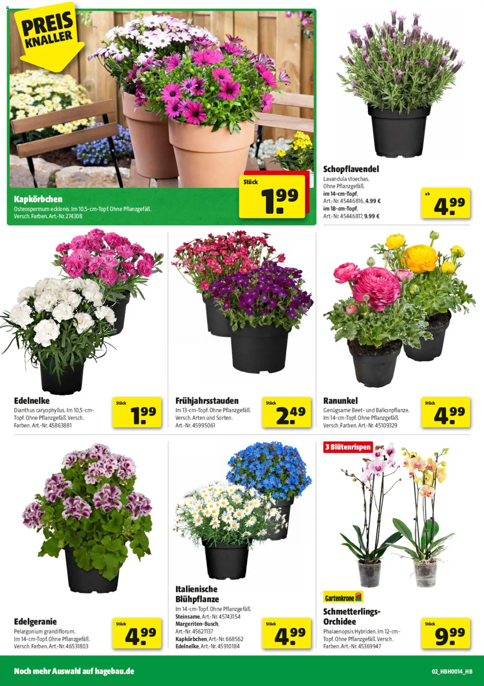 Hagebau Prospekt 	 – gültig ab 28.03.2026 | Seite: 2 | Produkte: Orchidee