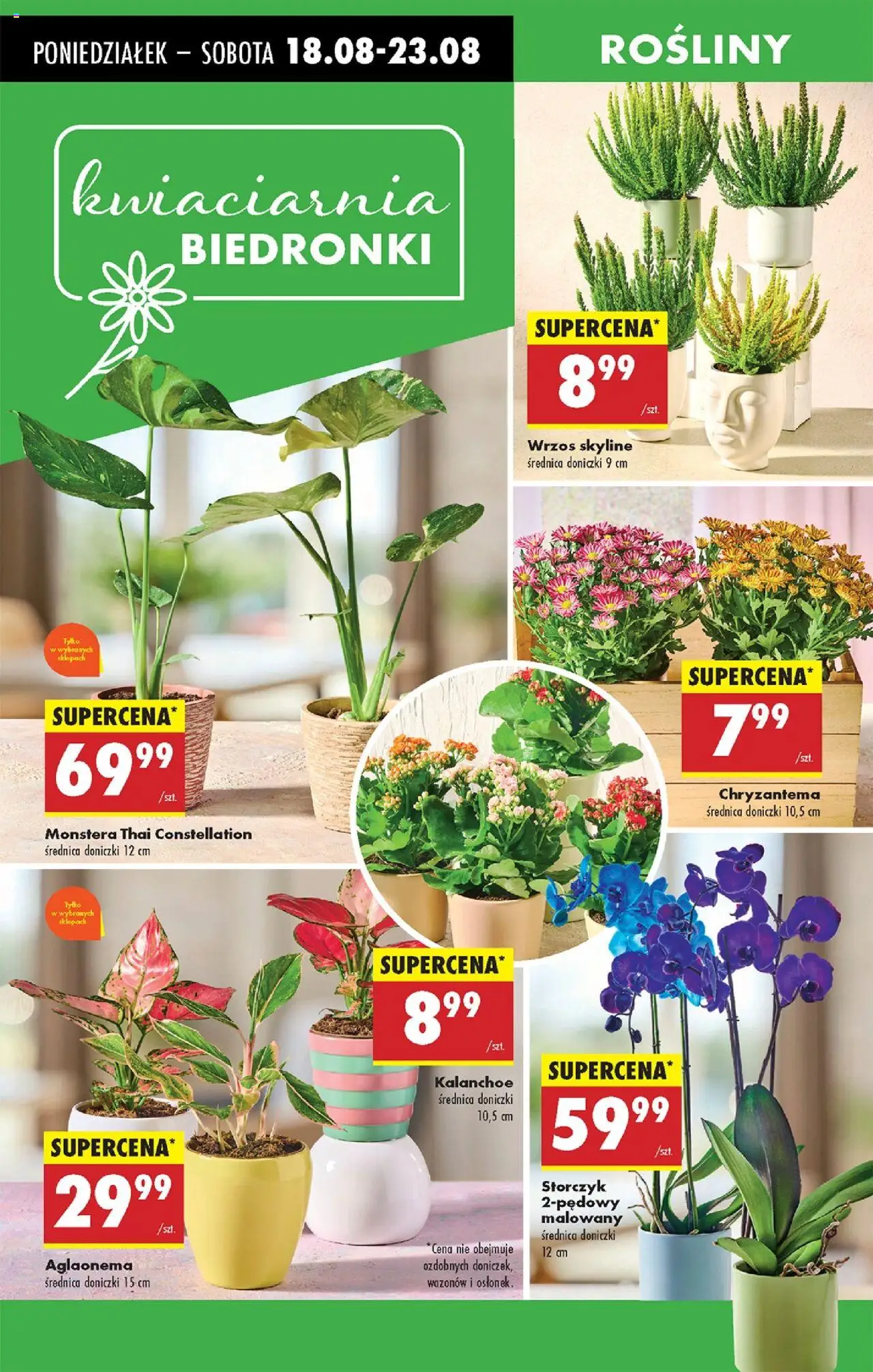 Biedronka gazetka od 18.08.2025 | Strona: 69 | Produkty: Wrzos, Rosliny, Kalanchoe, Storczyk