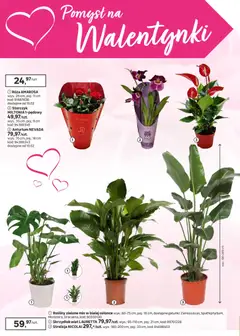 Pogląd oferty "Leroy Merlin Gazetka" - ważna od 28.01.2026 | Strona: 20 | Produkty: Rosliny, Storczyk