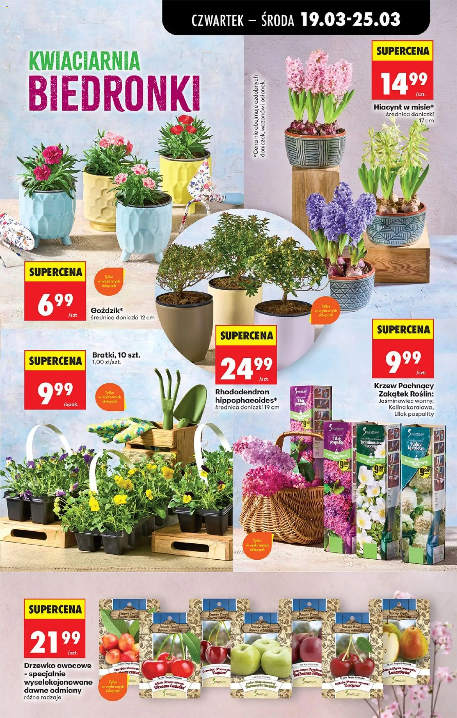 Biedronka gazetka od czwartku od 19.03.2026 | Strona: 77 | Produkty: Doniczki
