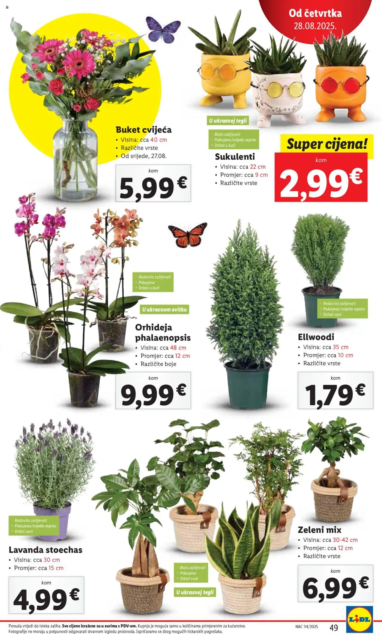 Lidl katalog | vrijedi od 25.08.2025 | Stranica: 49 | Proizvodi: Orhideja