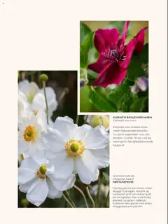 Forhåndsvisning av Plantasjen kundeavis gyldig fra 25.07.2025 | Side: 22 | Produkter: Cremă pentru față