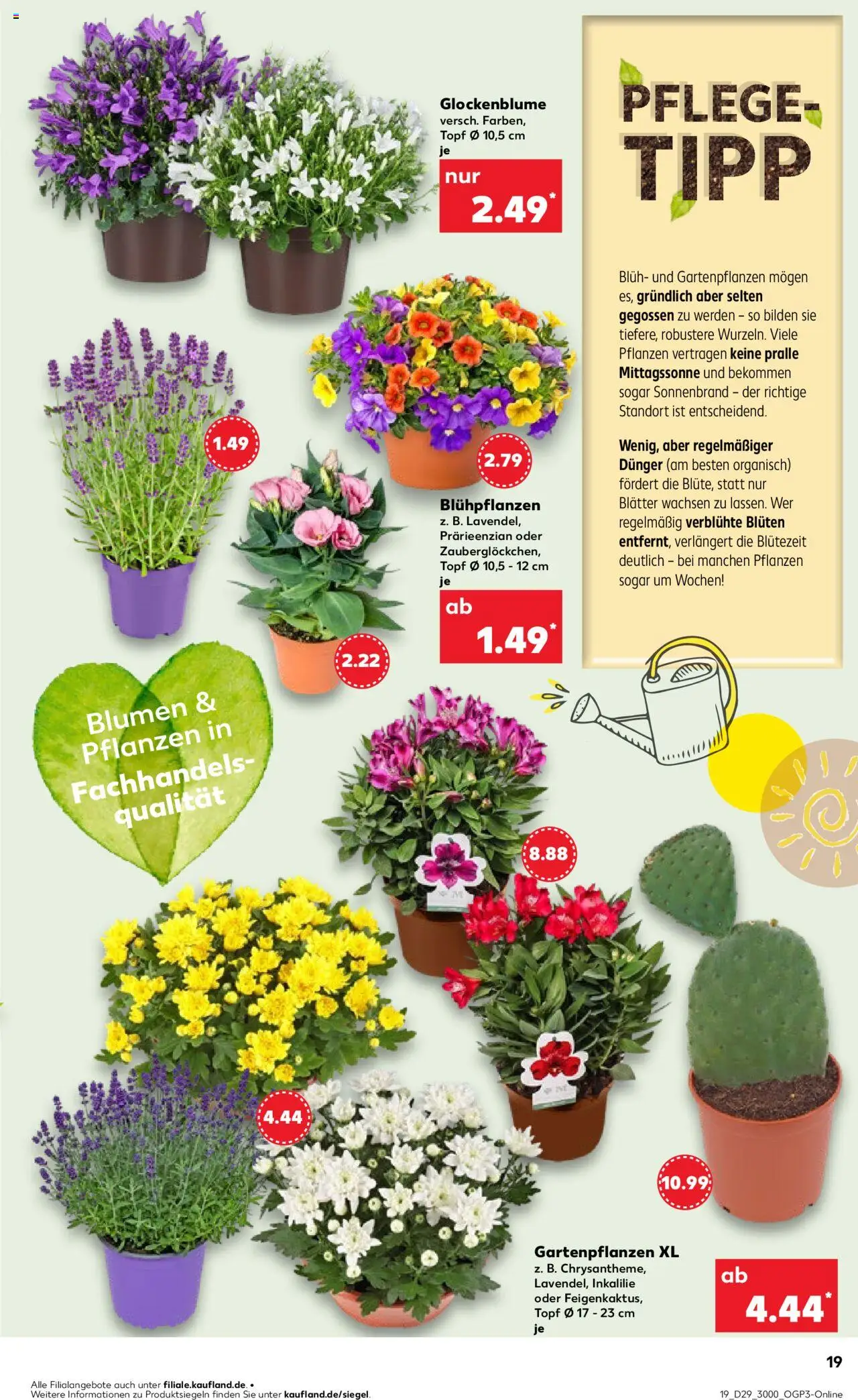 Kaufland prospekt Stuttgart	 - gültig ab dem 17.07.2025 | Seite: 19 | Produkte: Blumen