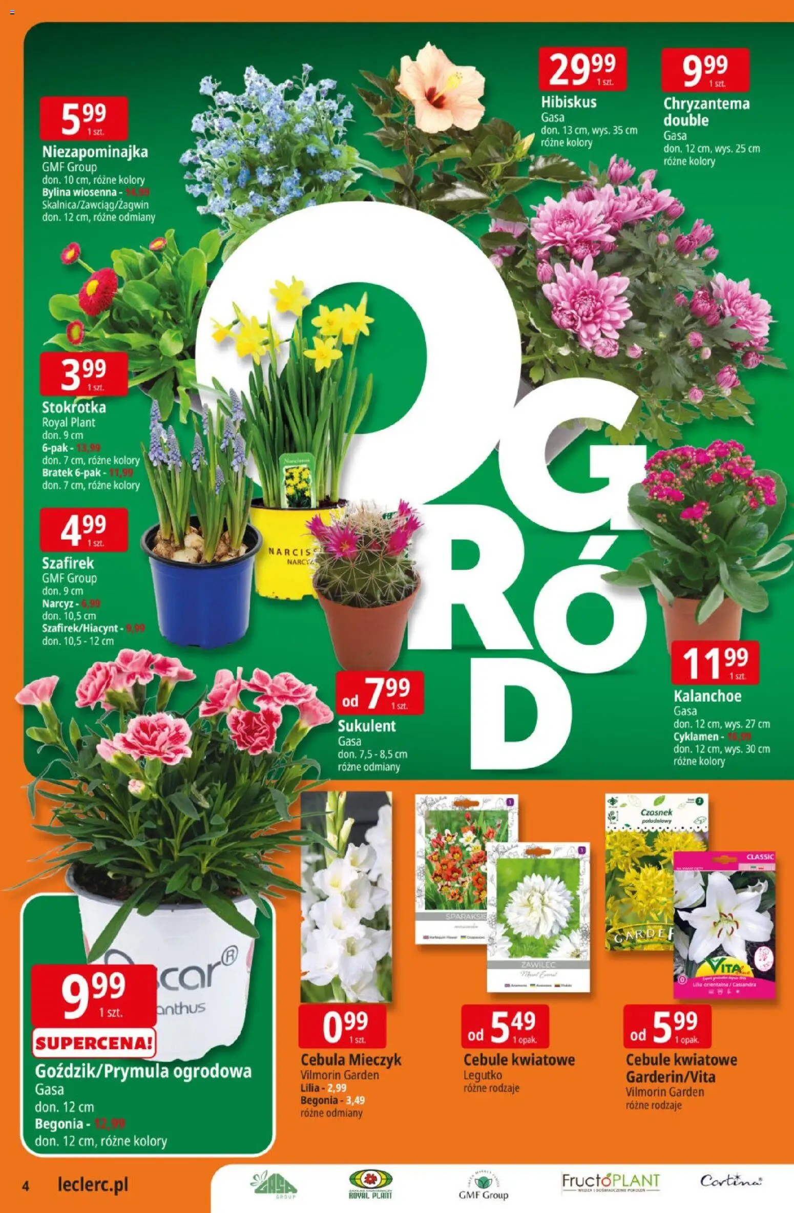 E.Leclerc gazetka od 10.03.2026 | Strona: 4 | Produkty: Czosnek, Stokrotka, Kalanchoe, Cebule