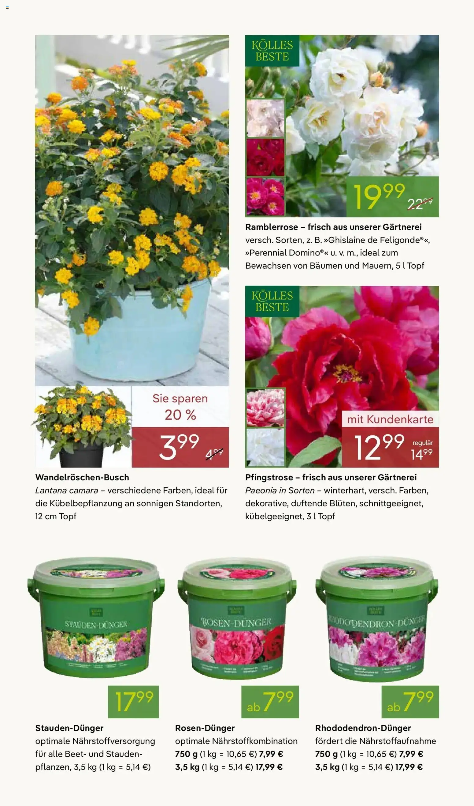 Pflanzen-Kölle Blütenzauber für Zuhause Teltow – gültig ab 20.04.2026 | Seite: 4