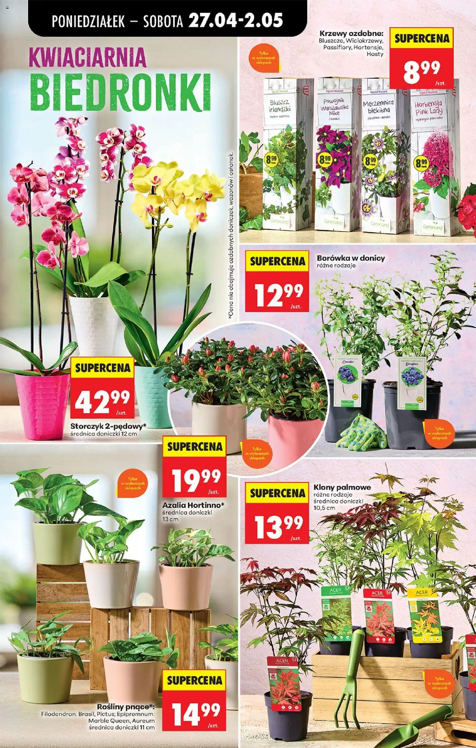 Biedronka Polsko leták od 27.04.2026 | Strana: 90 | Produkty: Storczyk, Pink Lady