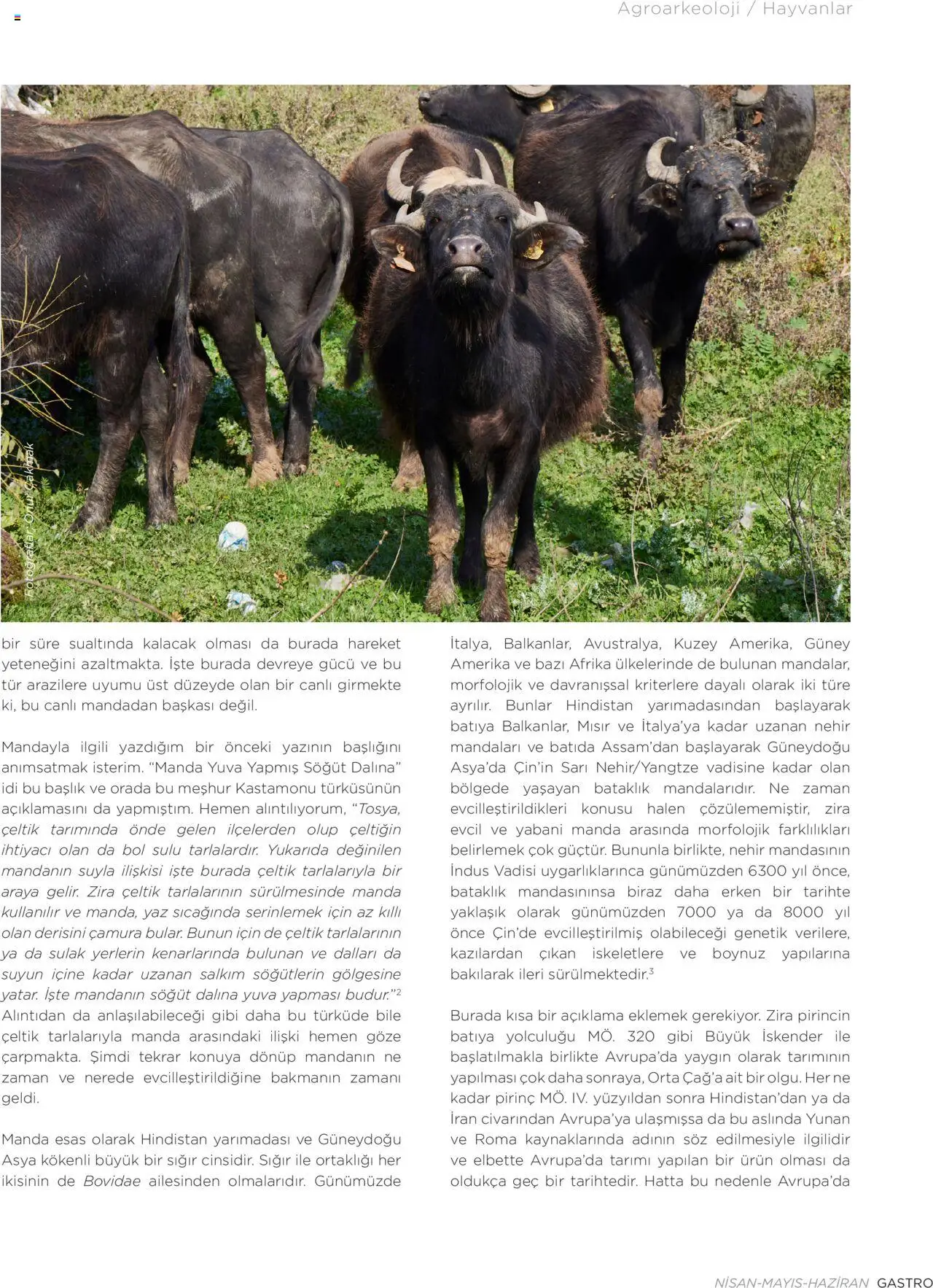 Metro Katalog Gastro Nisan - Mayis - Haziran 2025 - 01.04.2025 tarihinden itibaren geçerlidir | Sayfa: 73 | Ürünler: Pirinç, Mısır