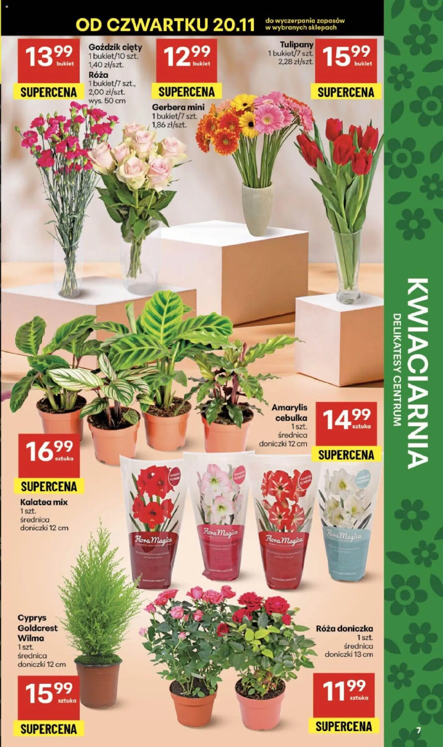 Delikatesy Centrum Gazetka - Sklepy Własne od 20.11.2025 | Strona: 7 | Produkty: Amarylis, Delikatesy, Doniczki, Tulipany