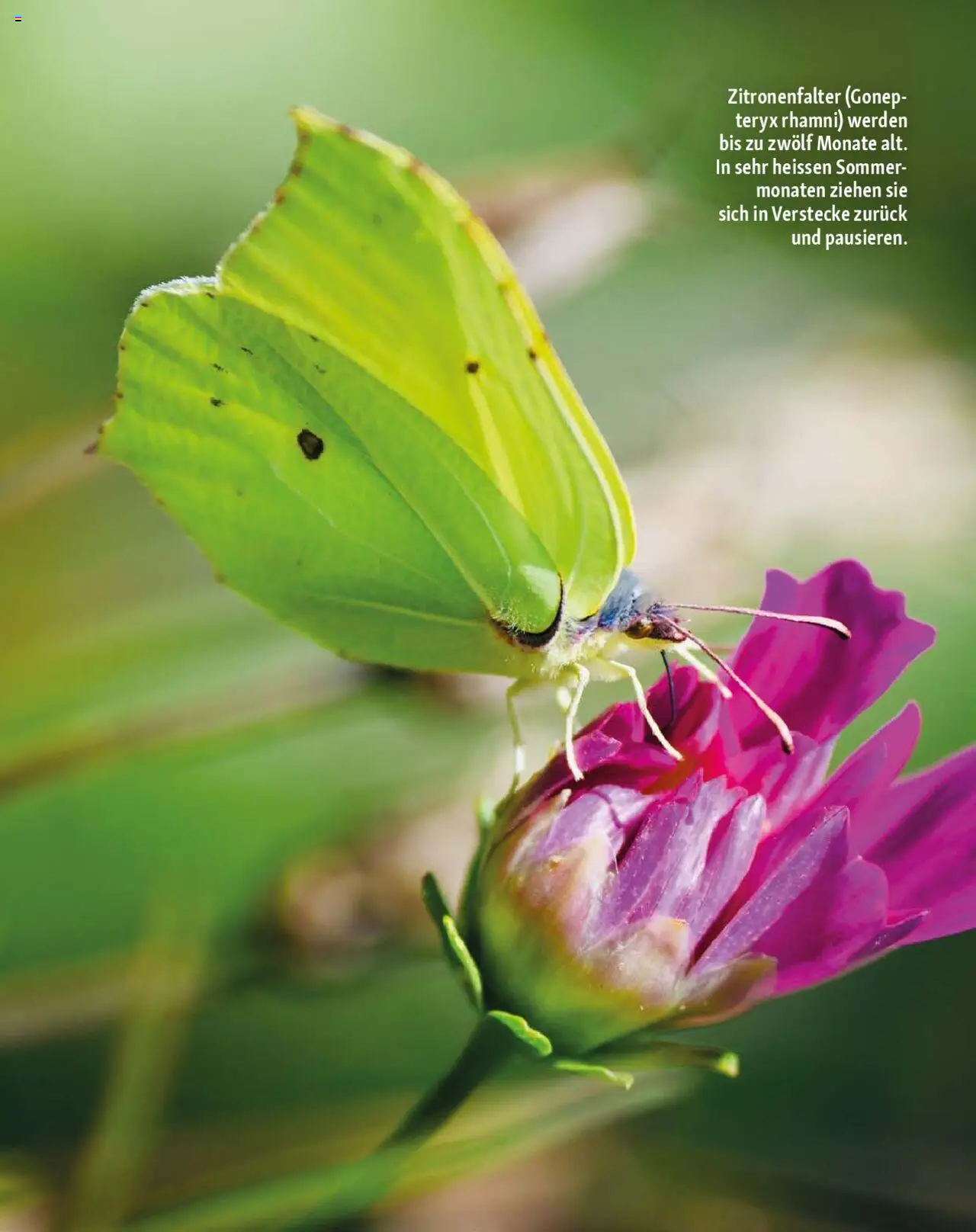 Fressnapf Magazin ab 01.07.2025 | Seite: 14