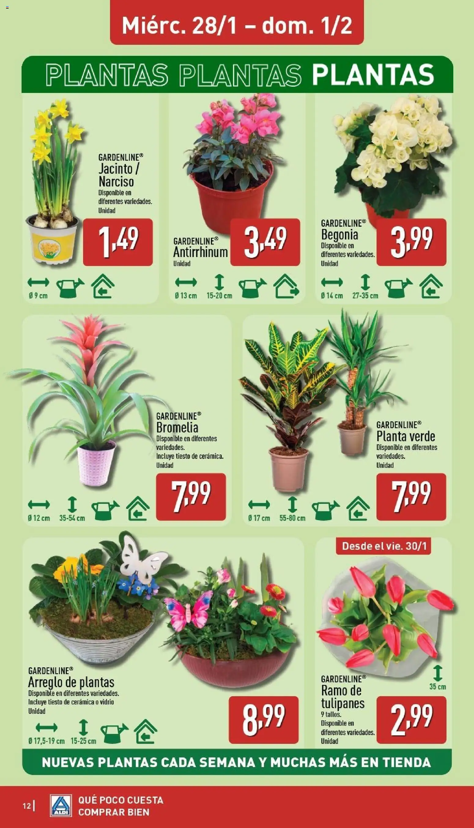 Aldi folleto Península │ válido desde el 26.01.2026 | Página: 12