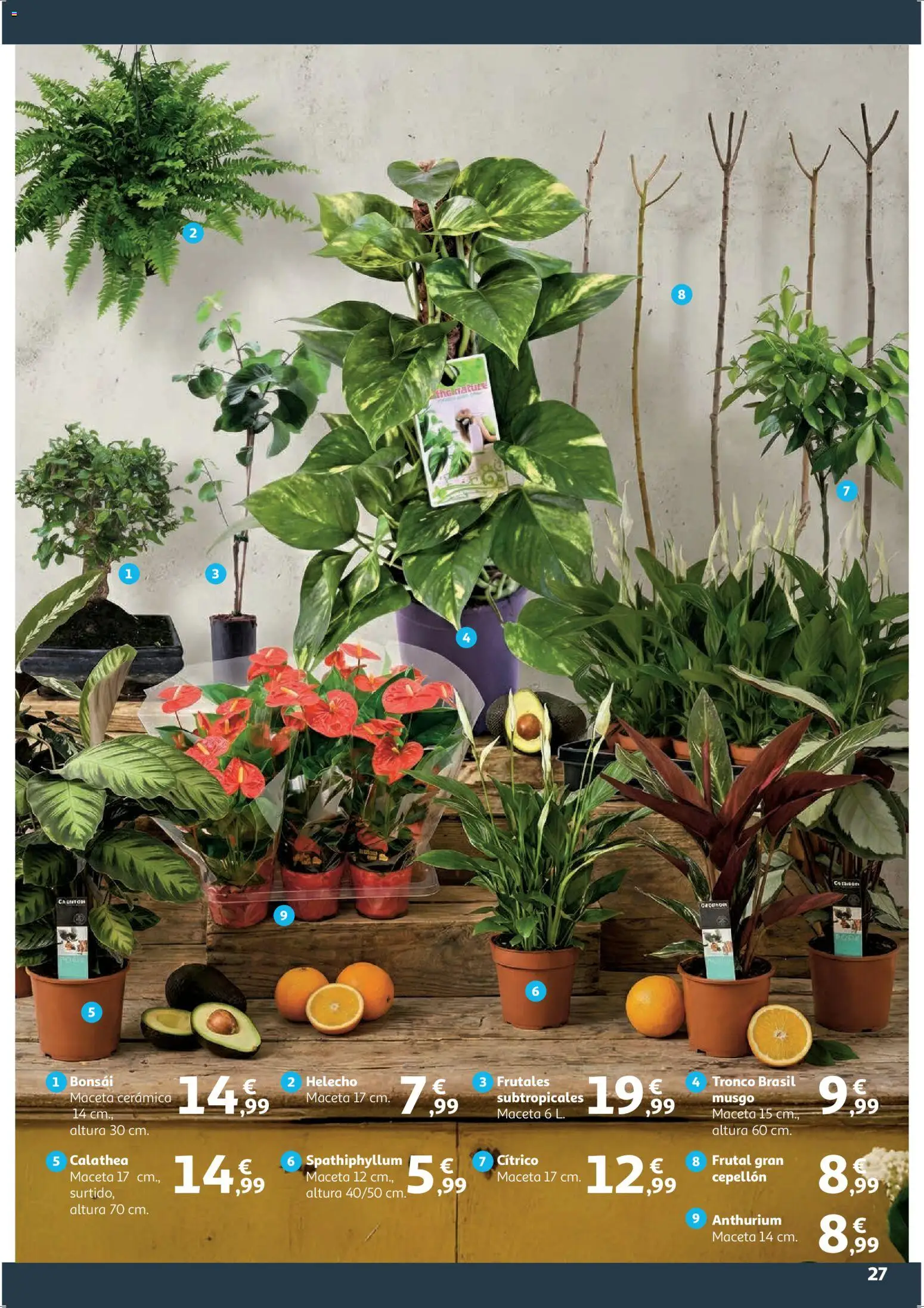 Alcampo - HG Blanco │ válido desde el 09.01.2026 | Página: 27 | Productos: Maceta